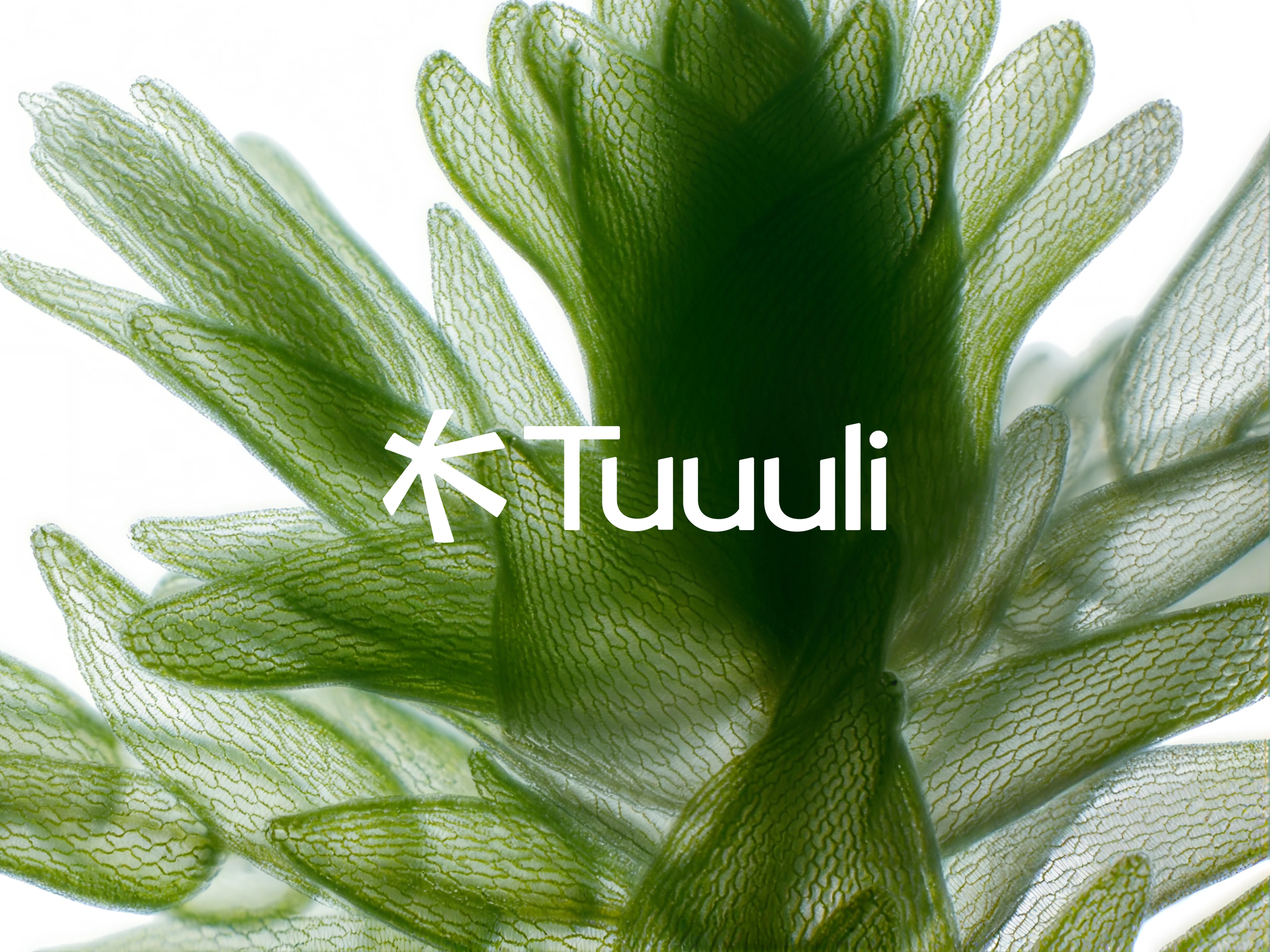 Tuuuli Cover.png