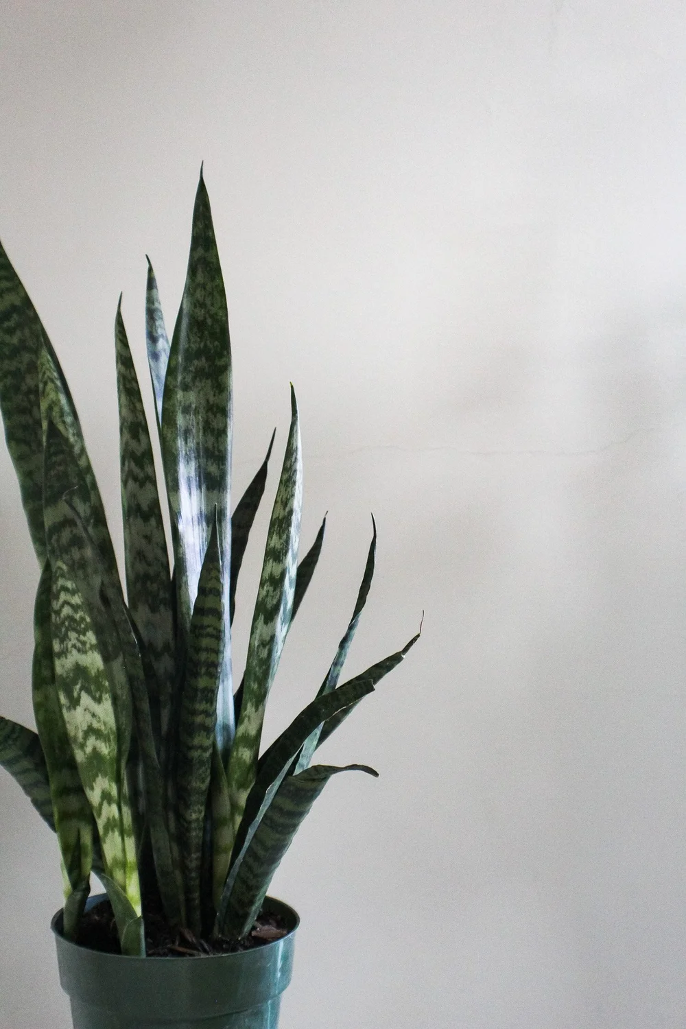 Snake Plants- Sansevieria  TigerLily Goods