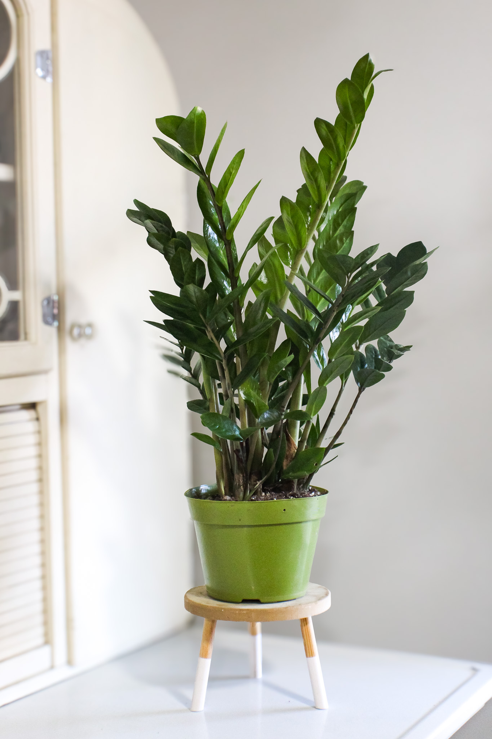 IMG_4575.png?format=1000w