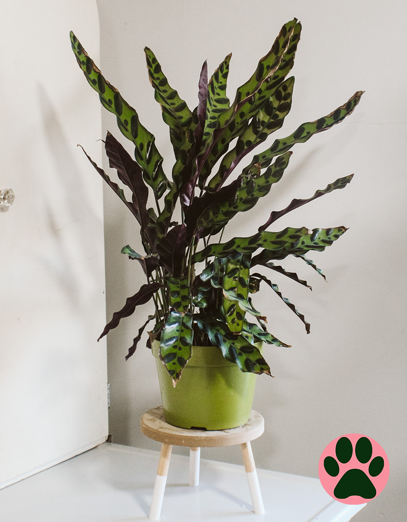 Rattlesnake Calathea - 6"