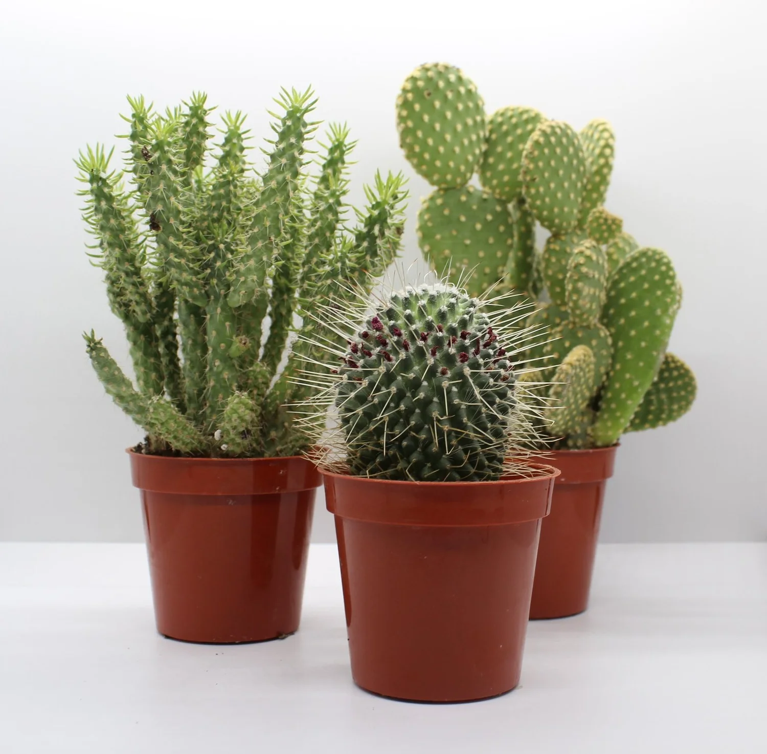 Cactus  TigerLily Goods