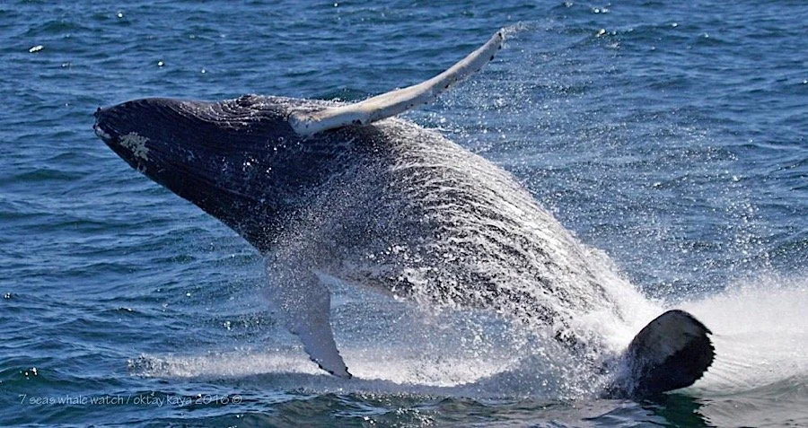 Whale Watching