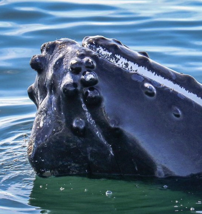 Screenshot 2024-11-09 at 10.03.10 PM.png