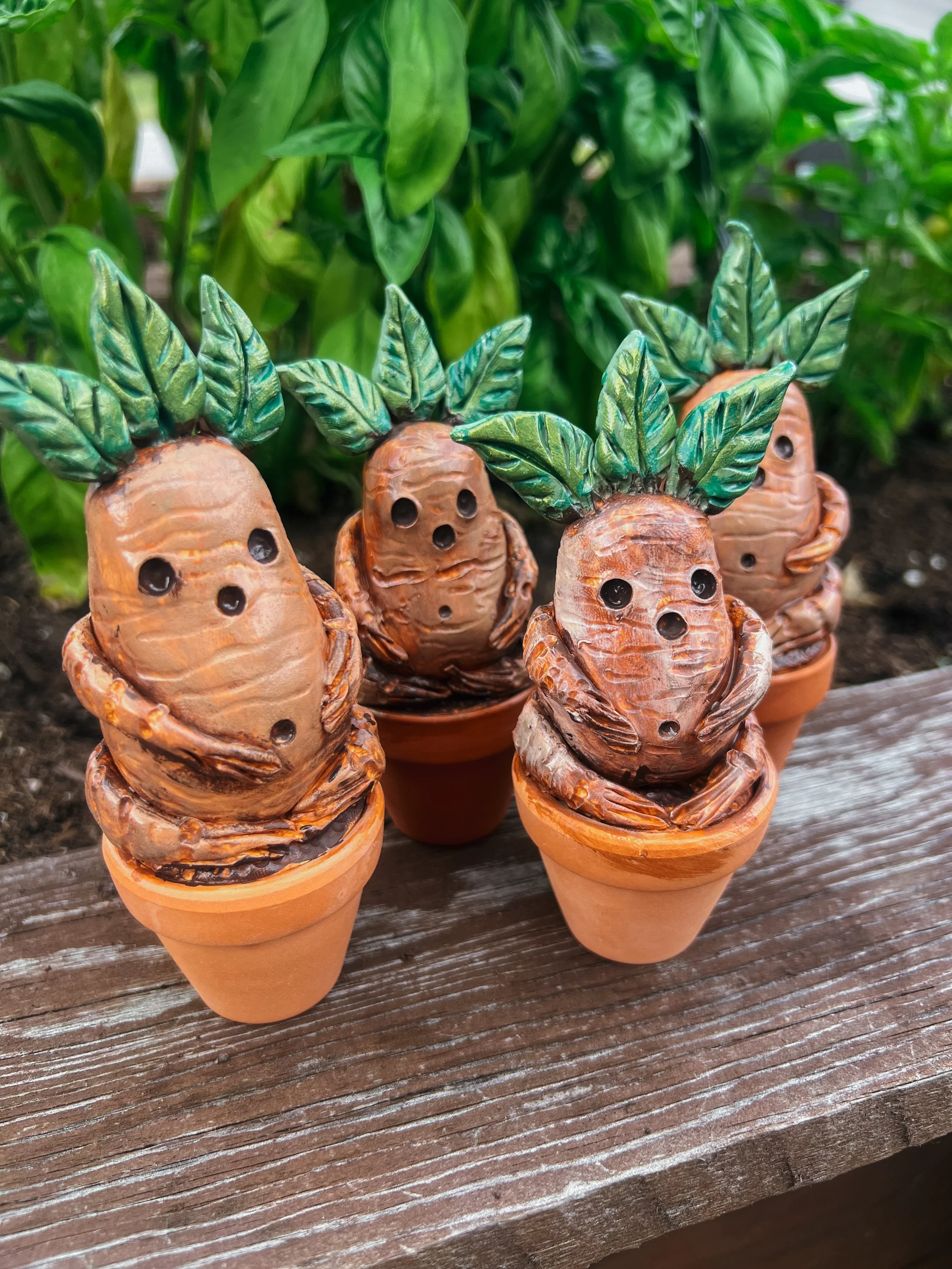 Potted Baby Mandrakes