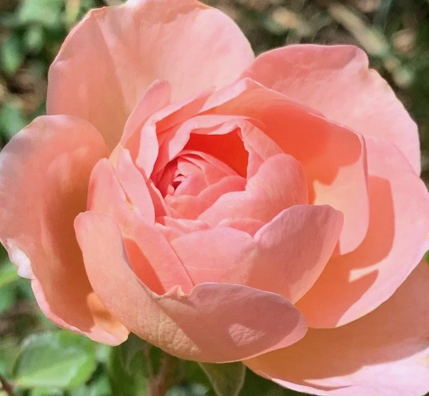 Rose Hydrosol Water Vs. Rose Water