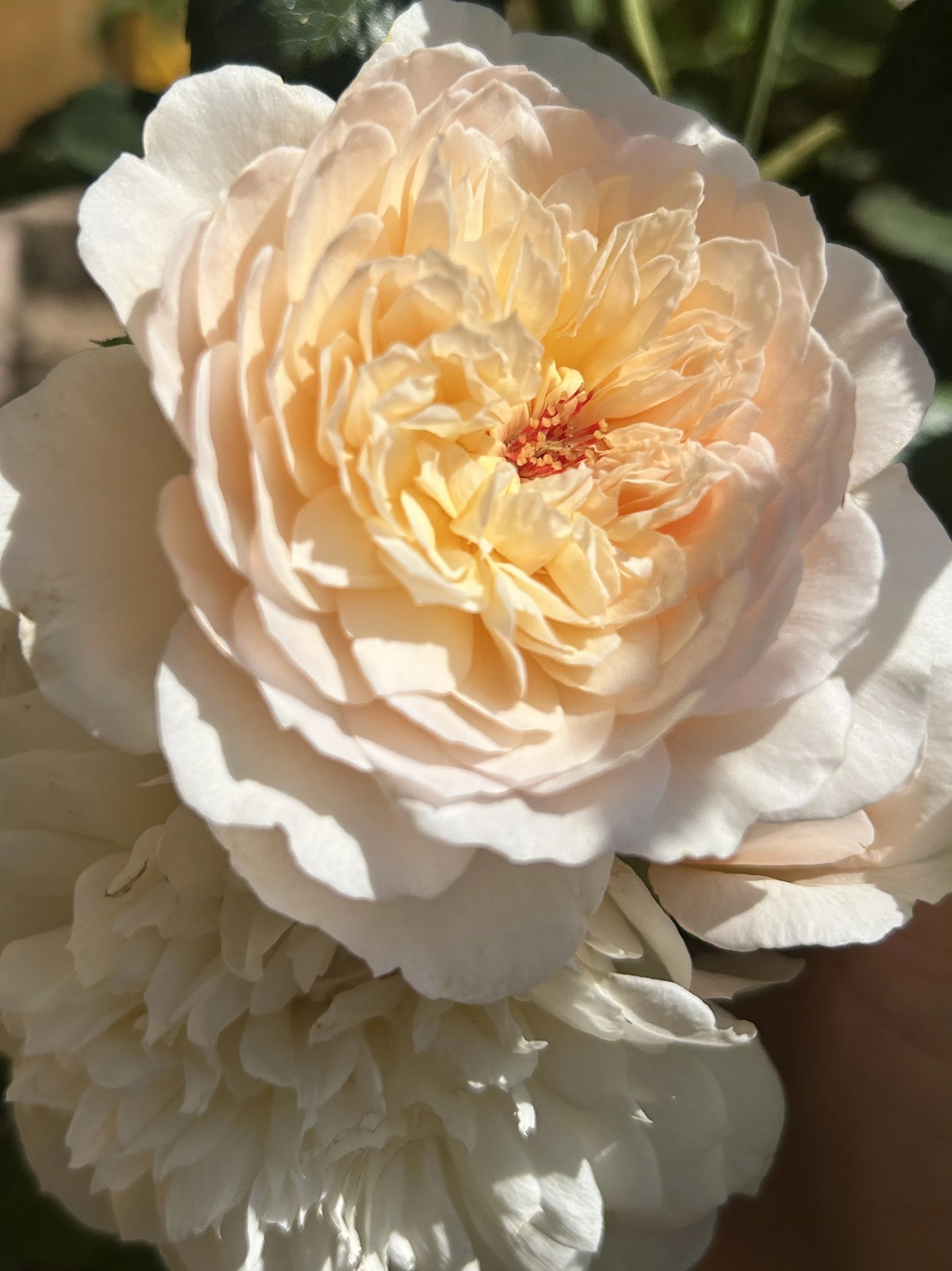 Benefits of Rose Hydrosol