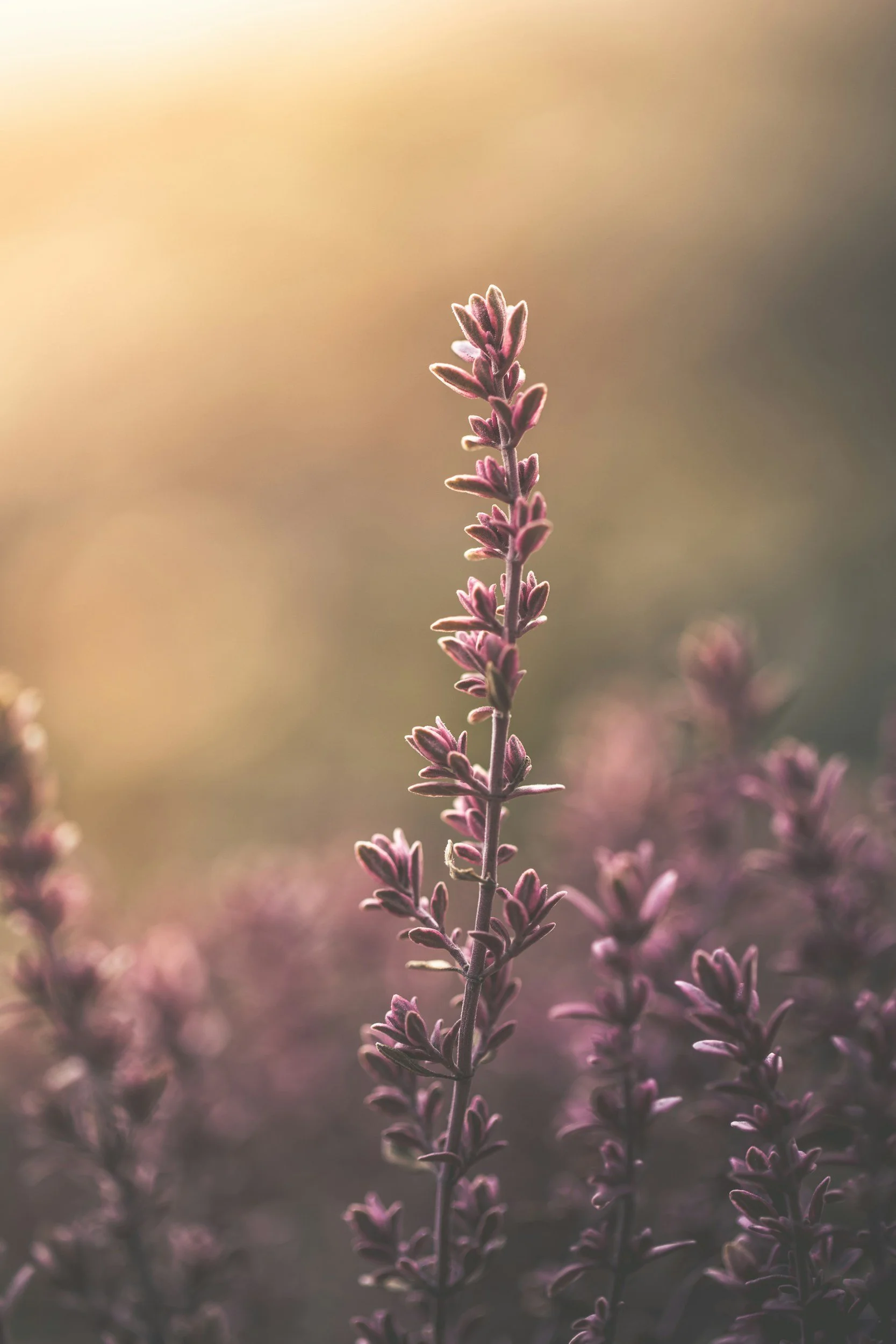 Benefits of Lavender Hydrosol