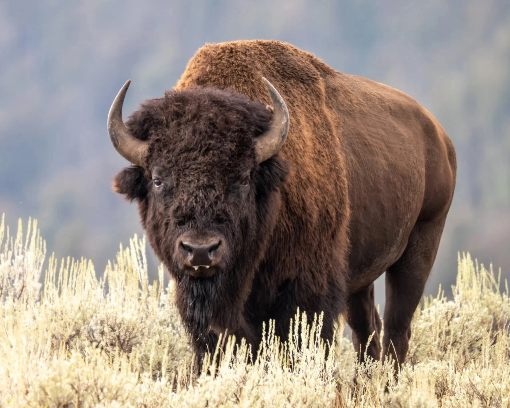 Bison Tallow Vs. Beef Tallow
