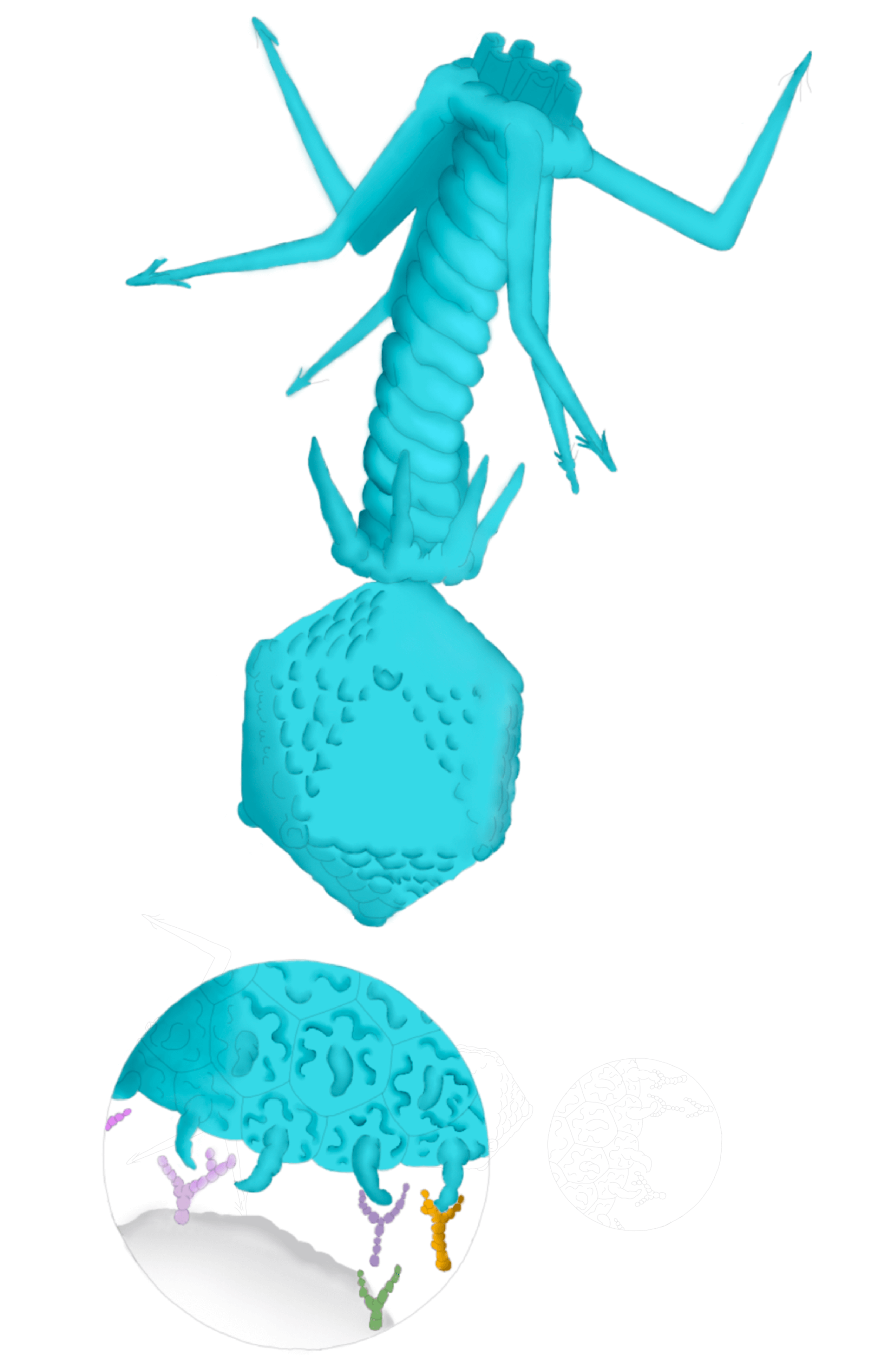 Scientific illustration by Talita Santos showcasing detailed, colorful digital artwork created using Adobe Illustrator and Photoshop, highlighting biological and anatomical concepts for academic and editorial use. Adapted from Jeremy Barr, PhD