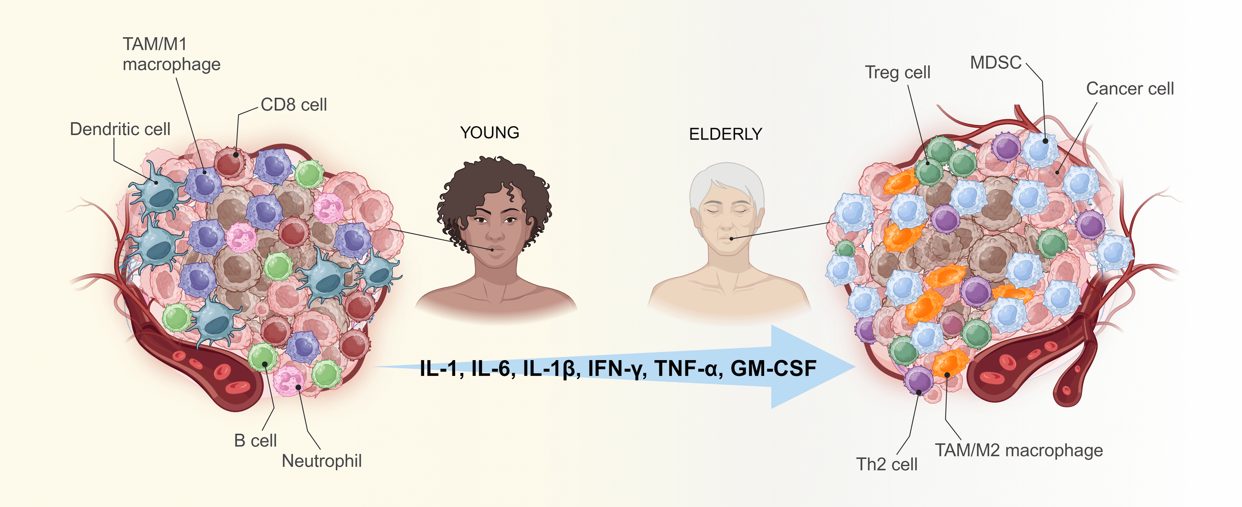 Scientific illustration by Talita Santos showcasing detailed, colorful digital artwork created using Adobe Illustrator and Photoshop, highlighting biological and anatomical concepts for academic and editorial use.
