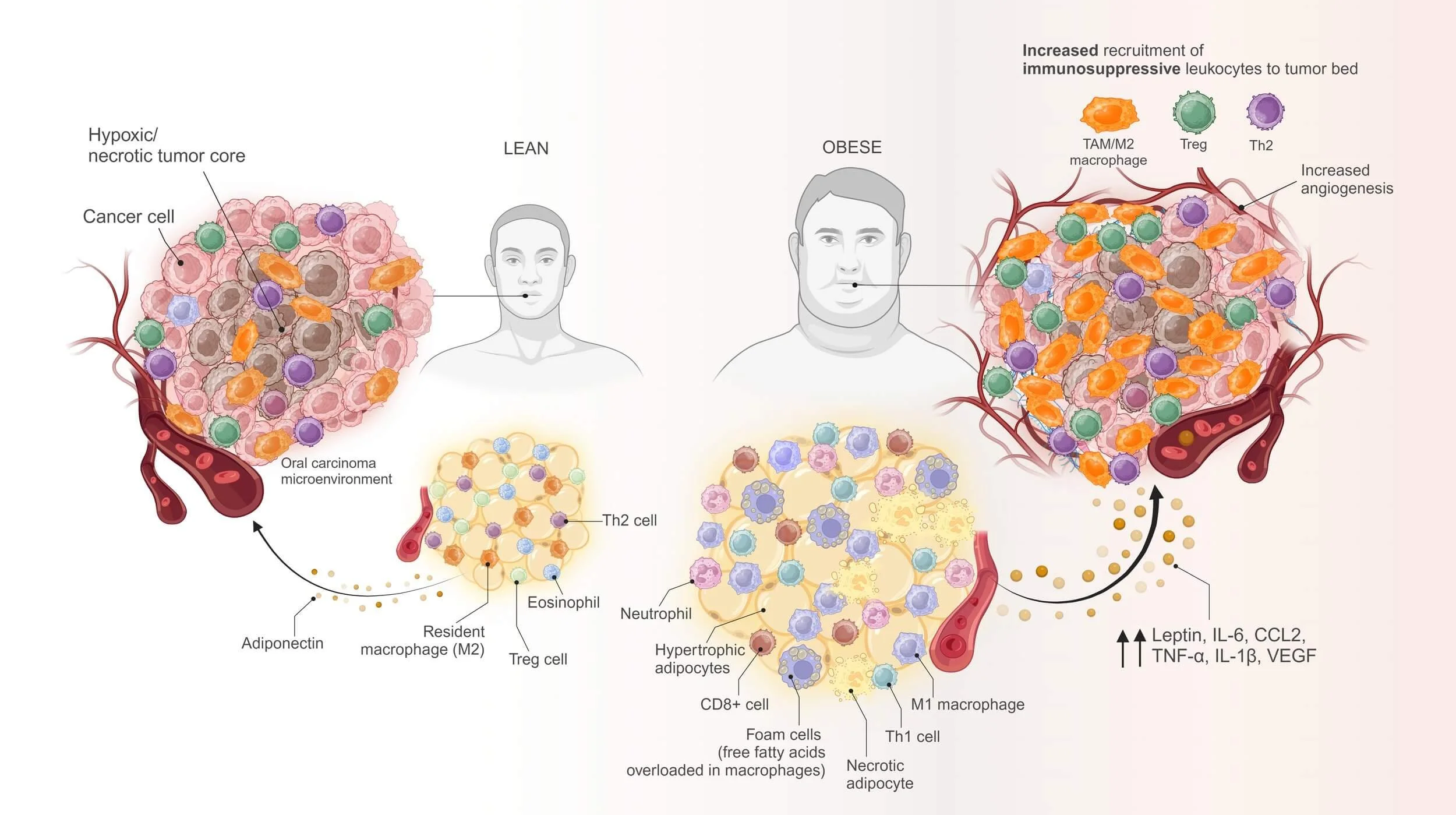 Scientific illustration by Talita Santos showcasing detailed, colorful digital artwork created using Adobe Illustrator and Photoshop, highlighting biological and anatomical concepts for academic and editorial use.