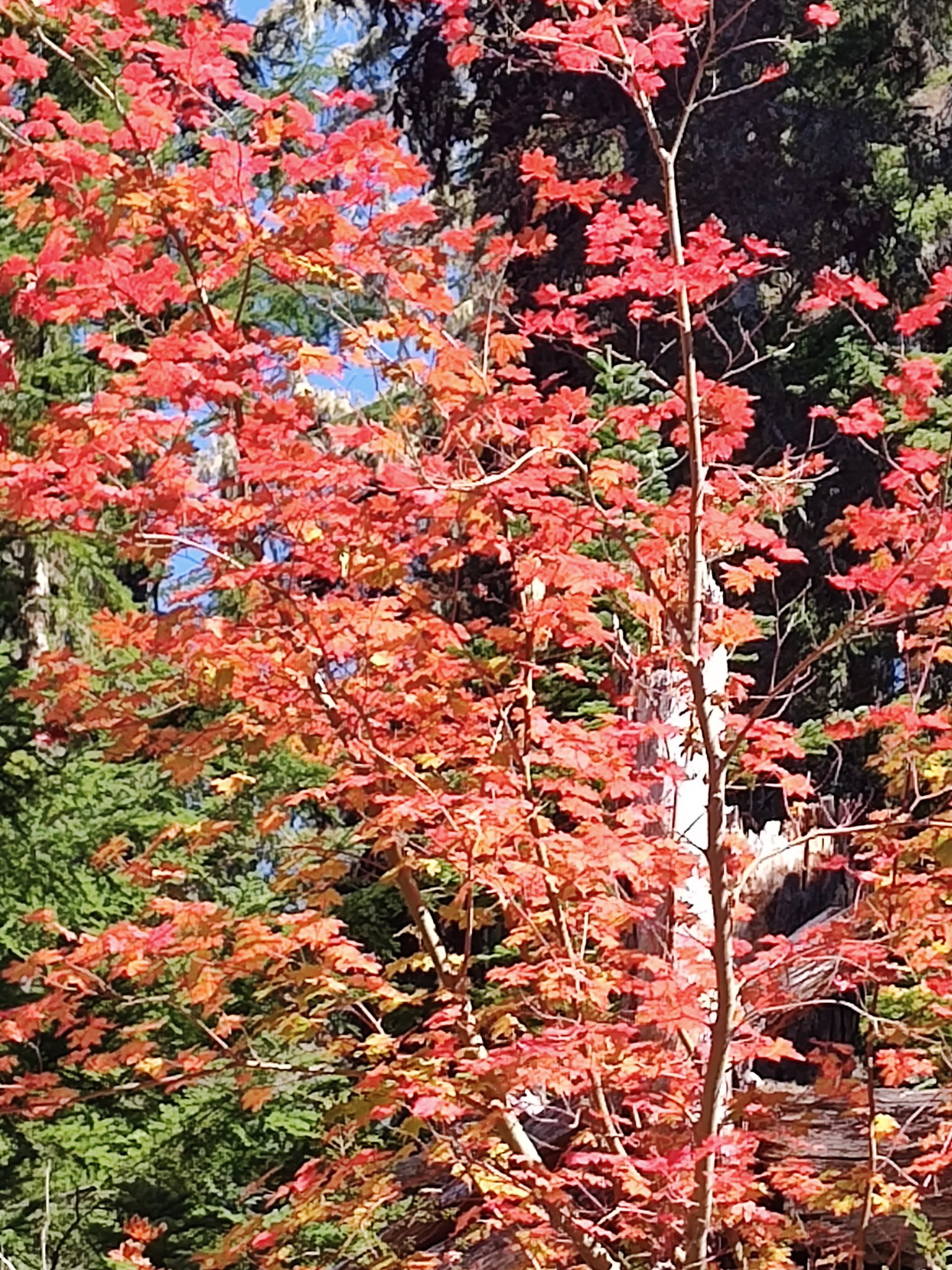 IMG_20260921_124701661.JPG