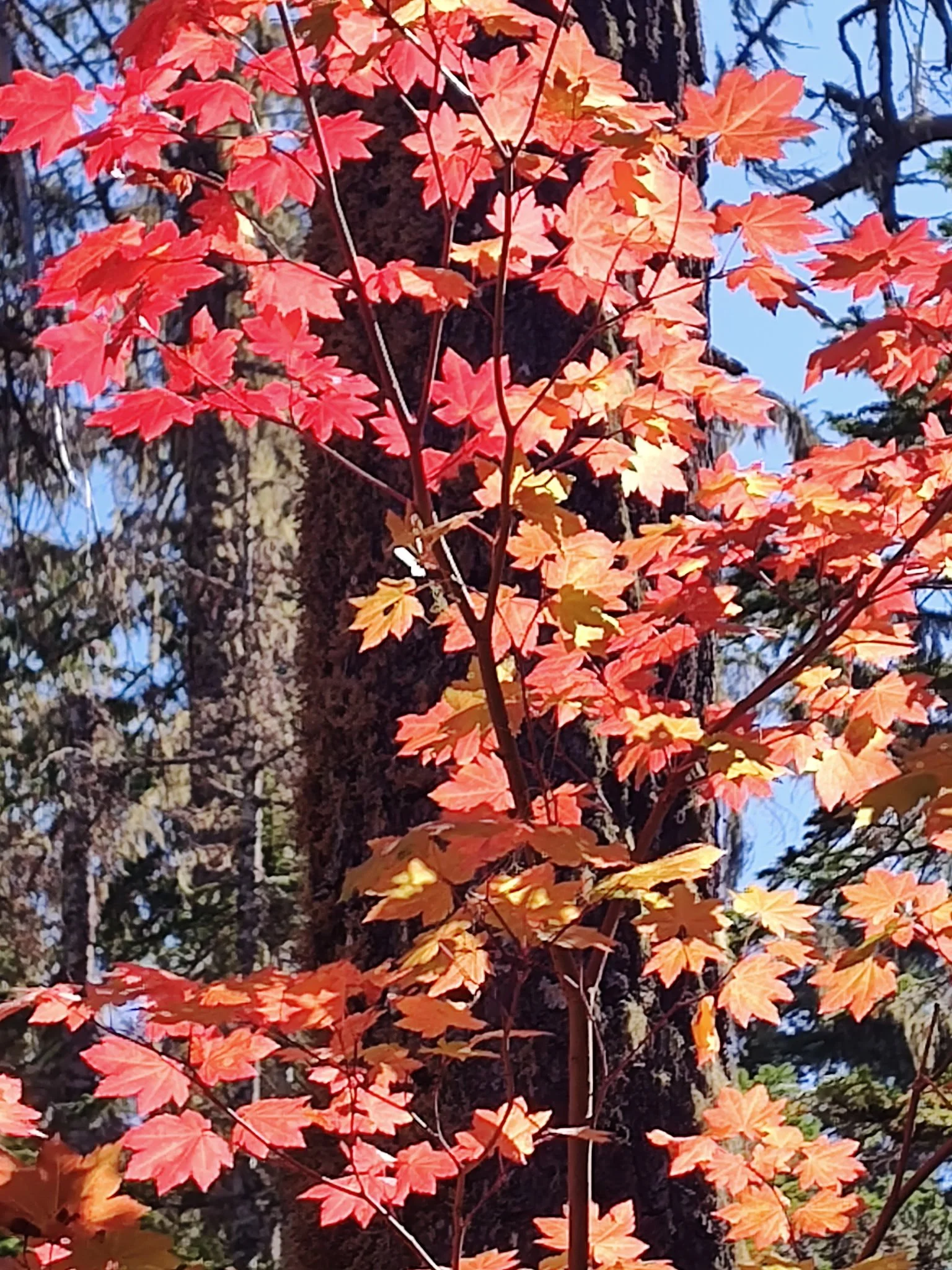 IMG_20260921_124714951.JPG
