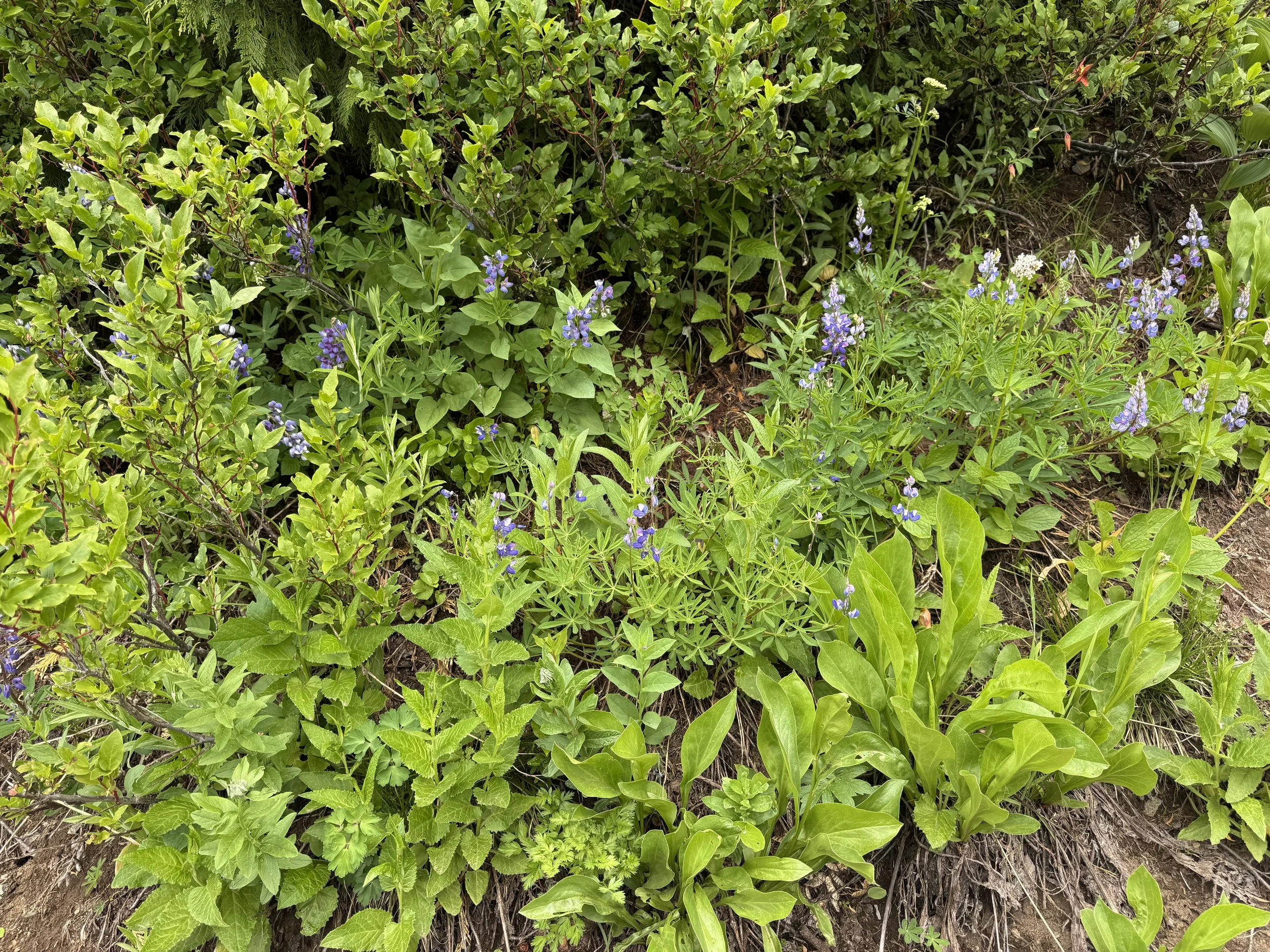 IMG_2027.jpeg
