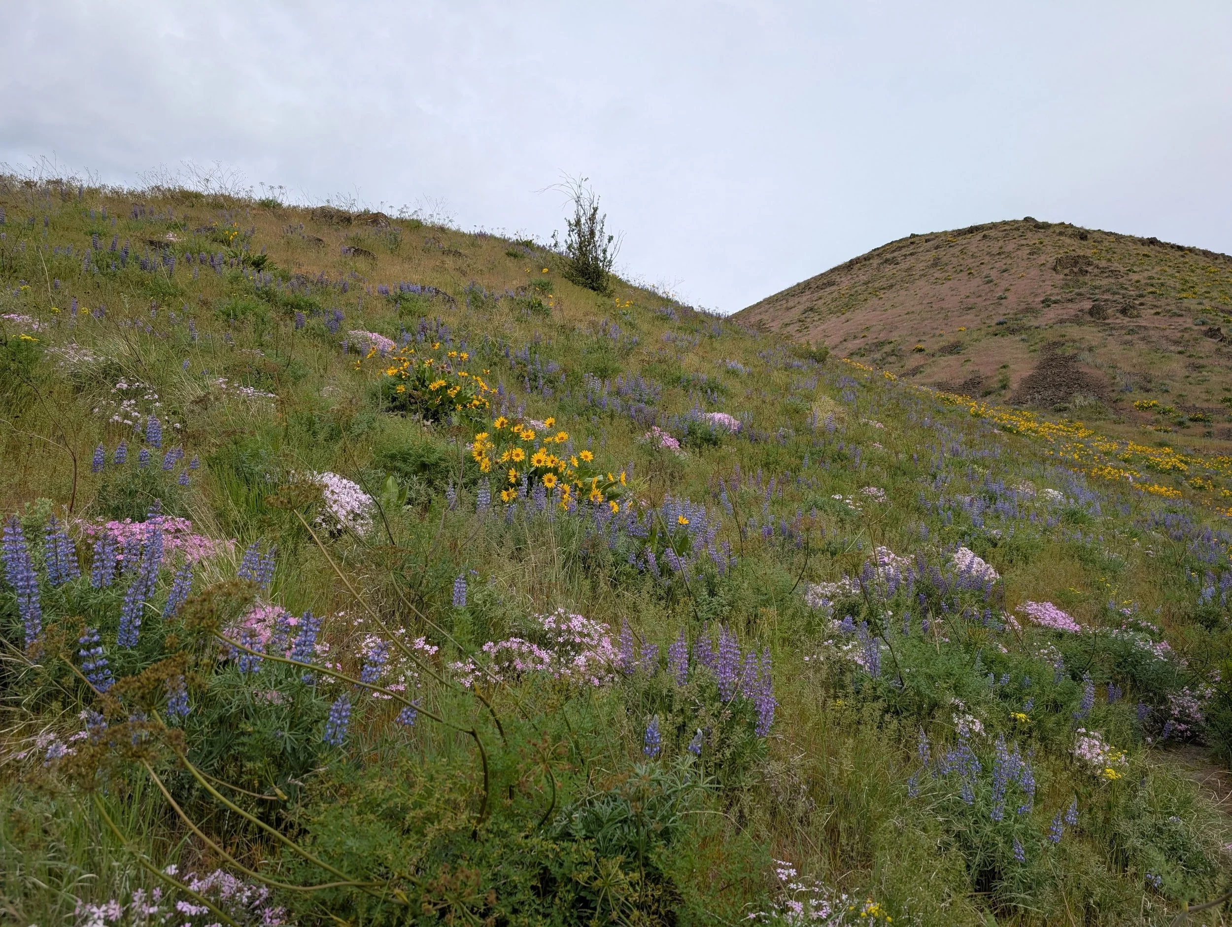 PXL_20260420_153713956.jpg