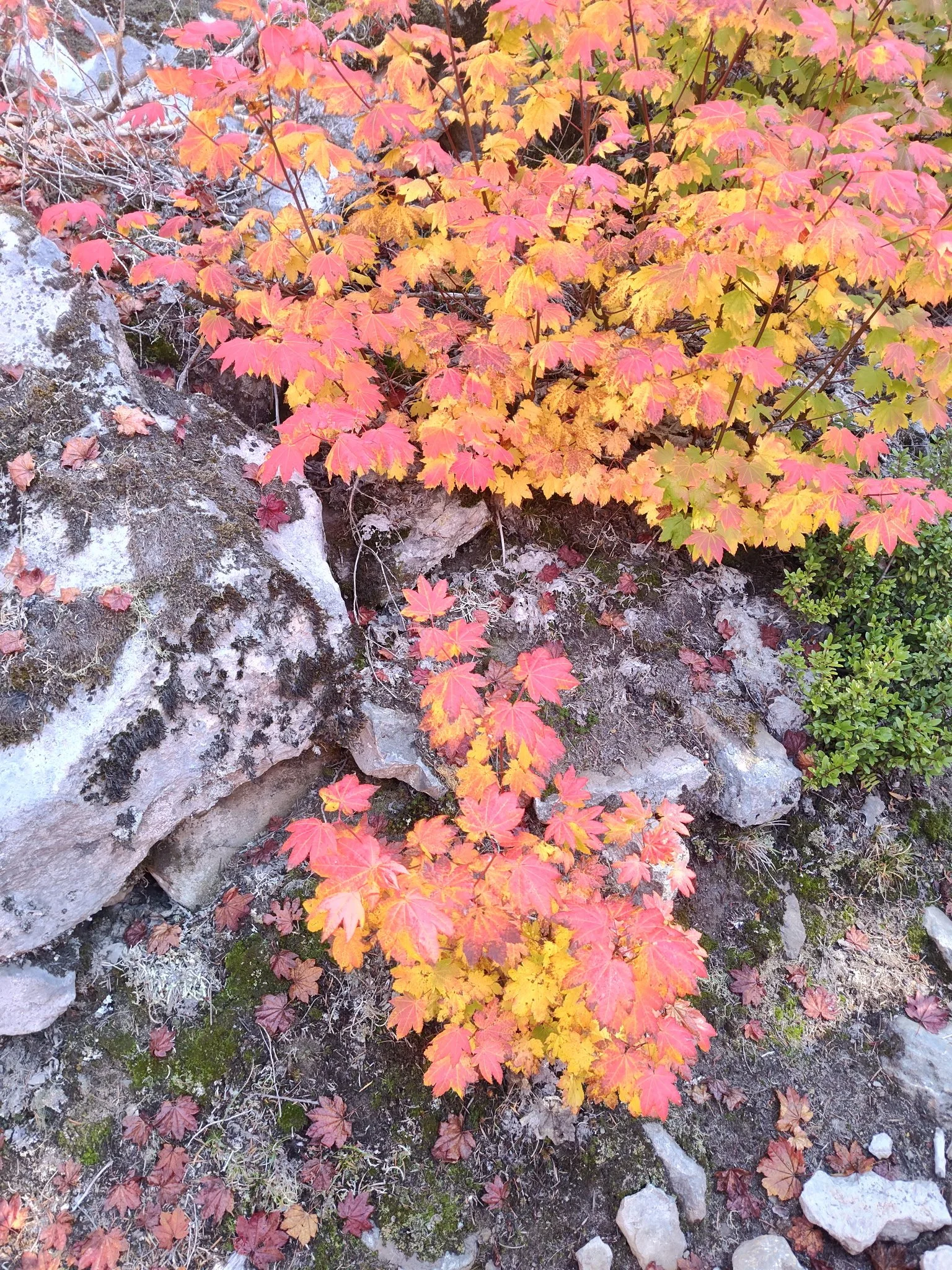 IMG_20260921_123412155_HDR.JPG