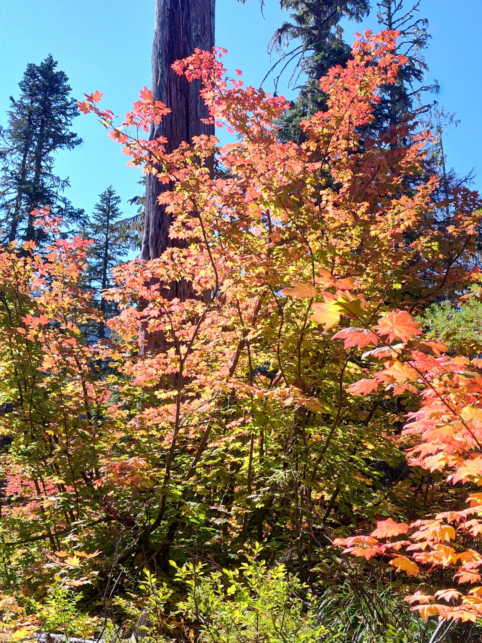 IMG_20260921_124503872_HDR.JPG