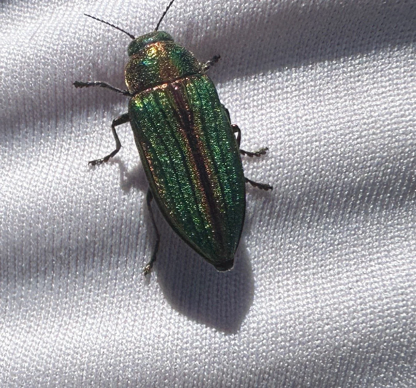 IMG_7641.JPG