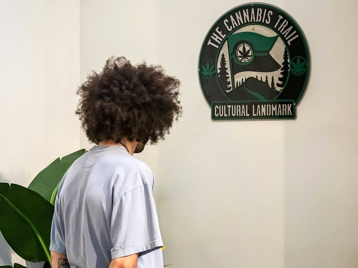 A man in a white shirt with curly dark hair looks at a Cannabis Trail Cultural Landmark sign on a white wall.