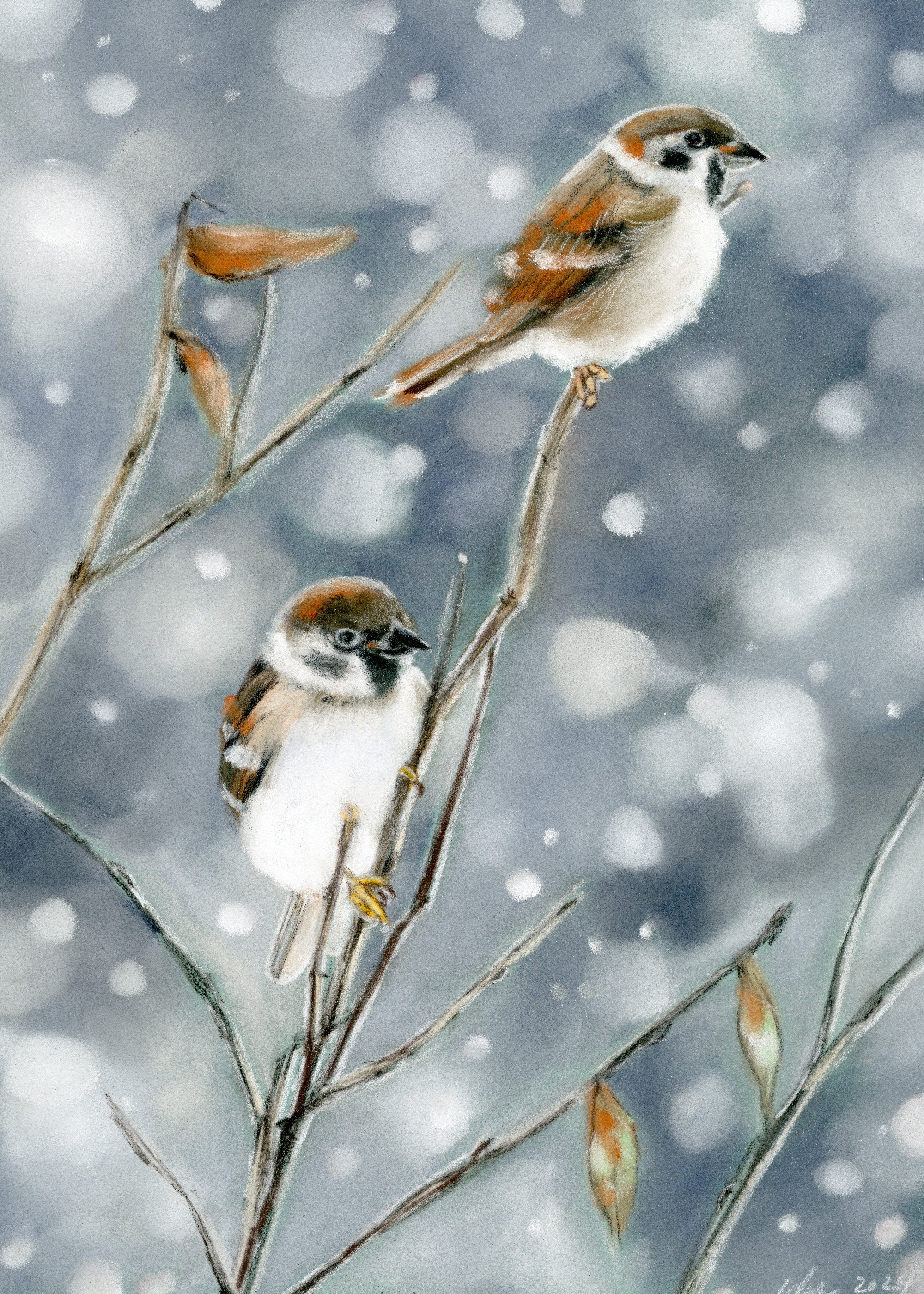 sparrow.jpg