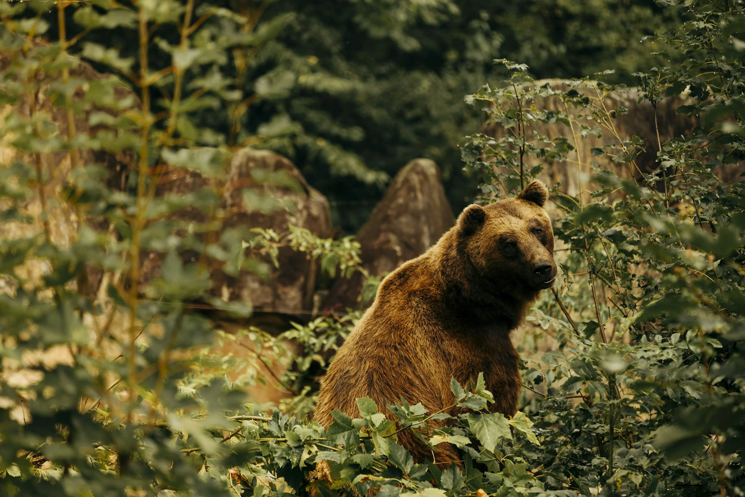Signs Your Nervous System Is Stuck in Survival Mode- bear looking out from the woods