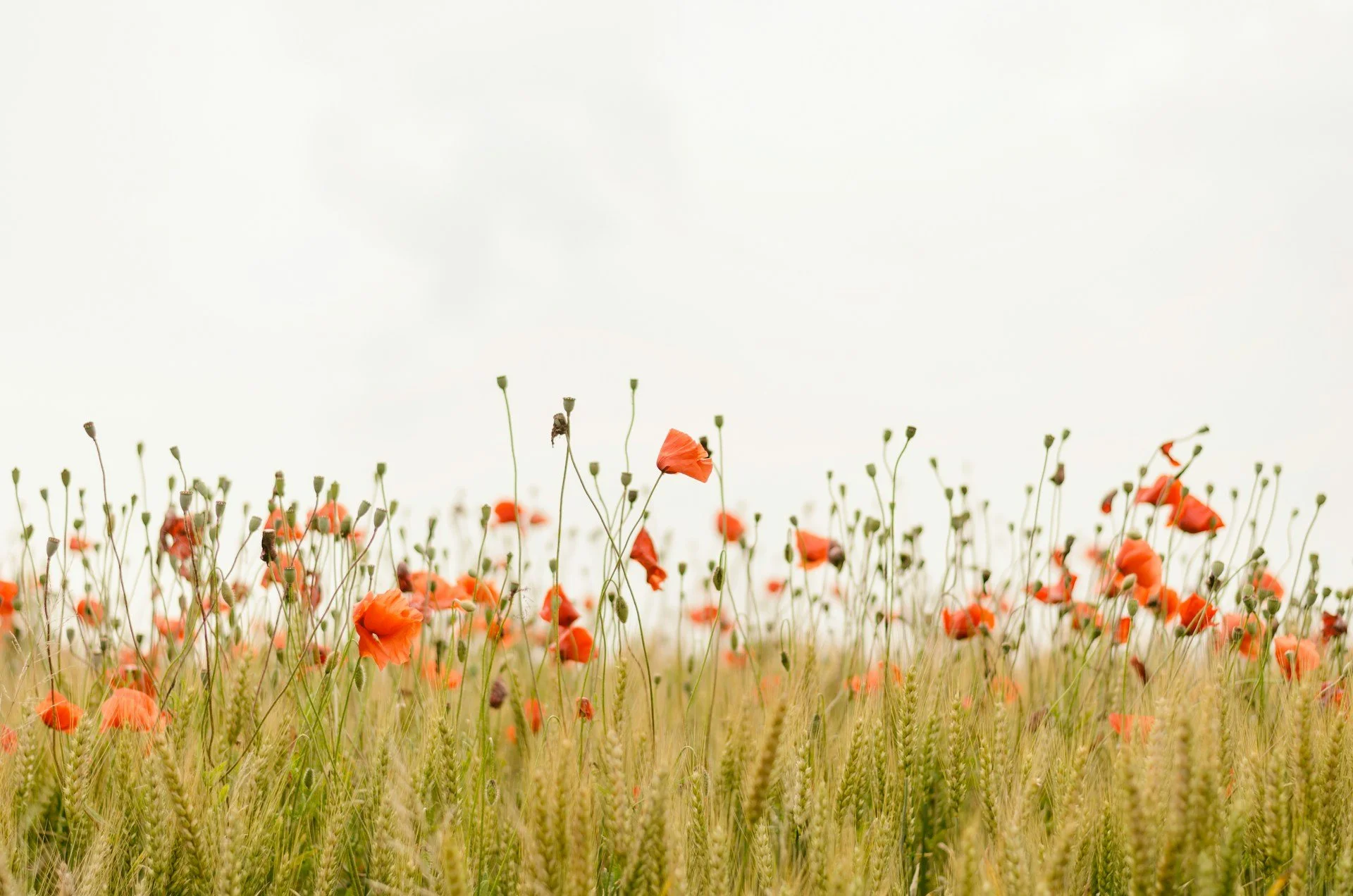 How Motherhood Can Surface Past Trauma- field of orange flowers