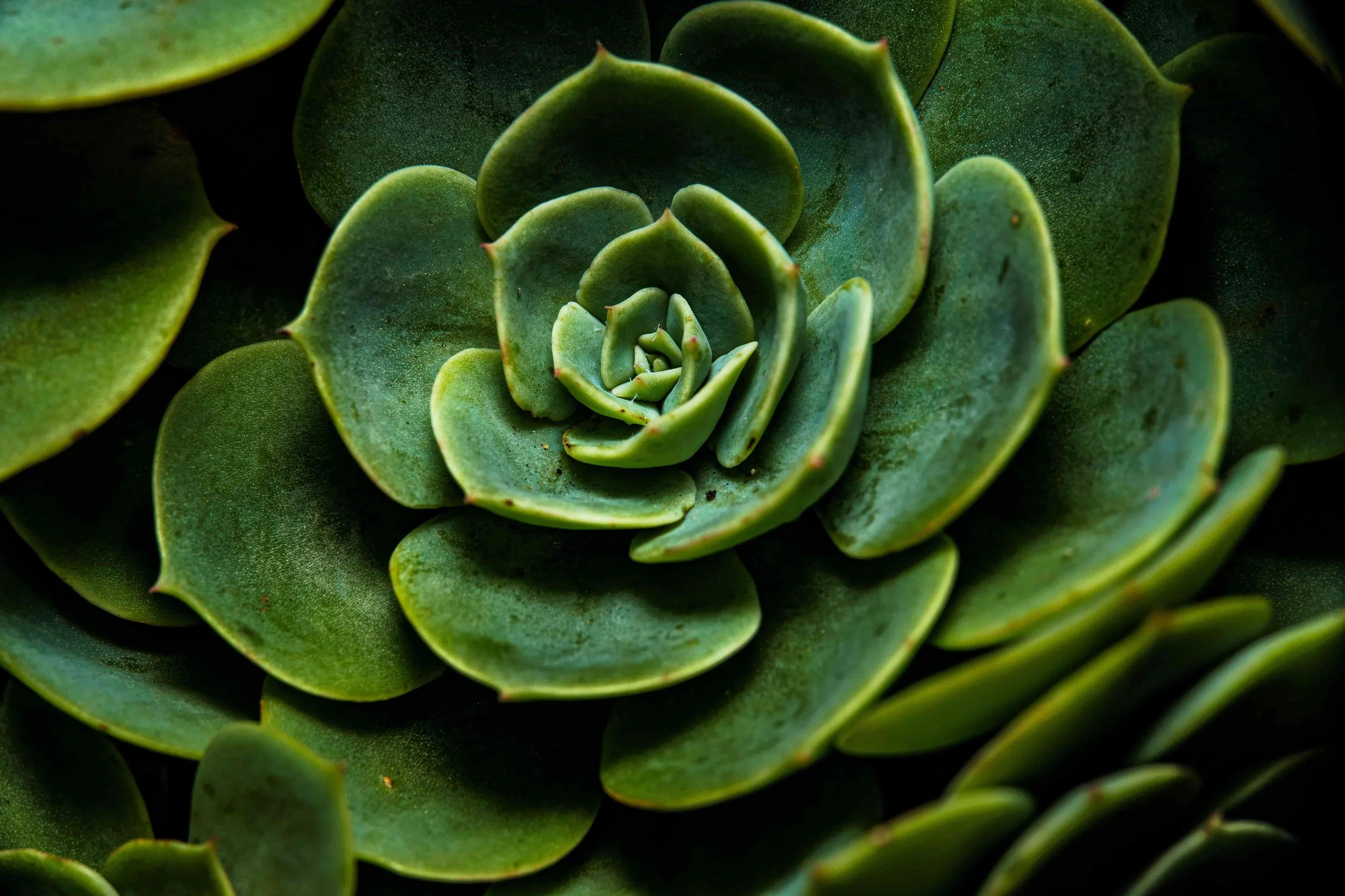 Why Trauma Healing Isn’t A Linear Process - plant resembling a spiral