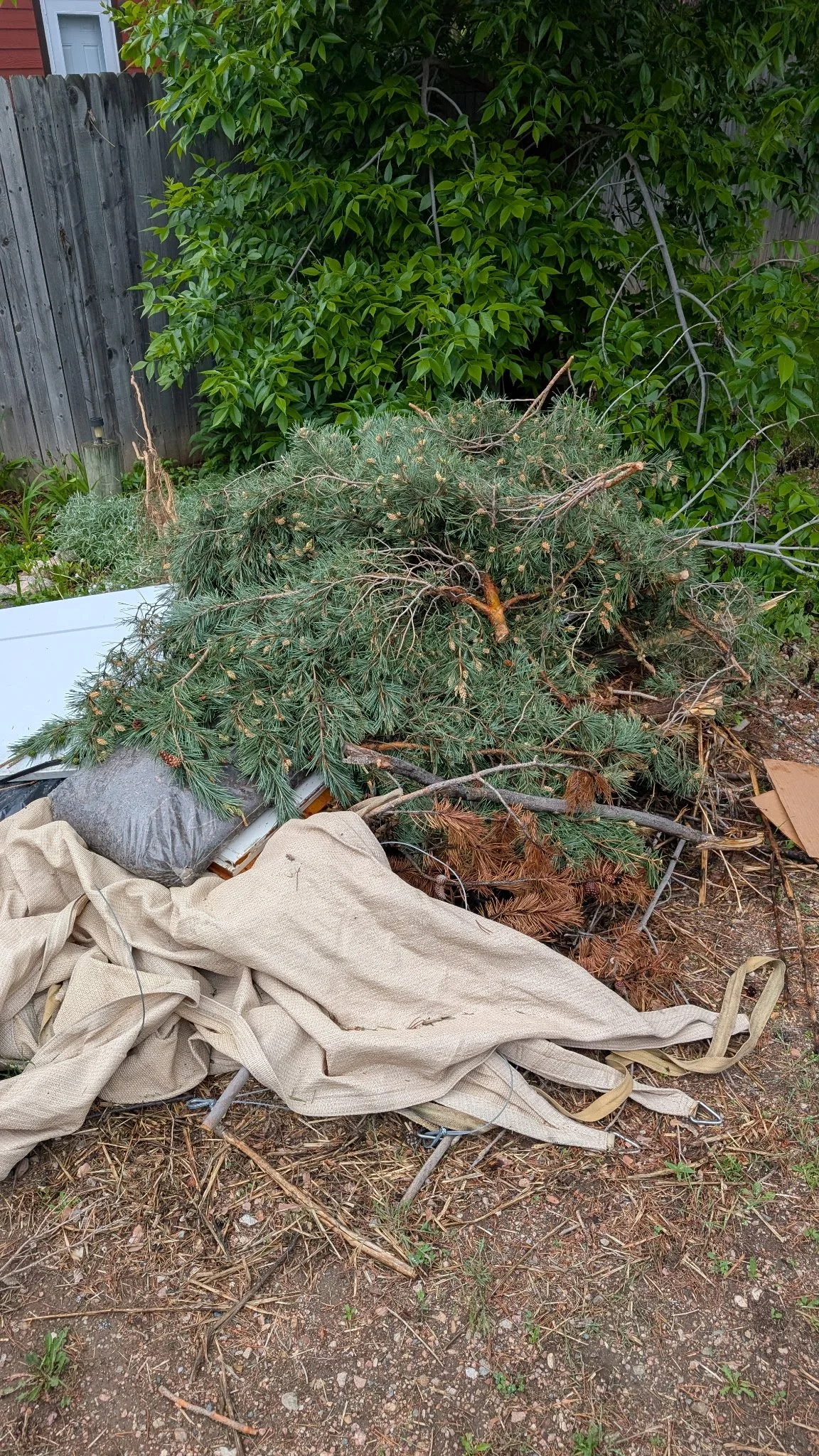 Piled-up fallen tree branches and pine needles on ground near a fence with green foliage in background.