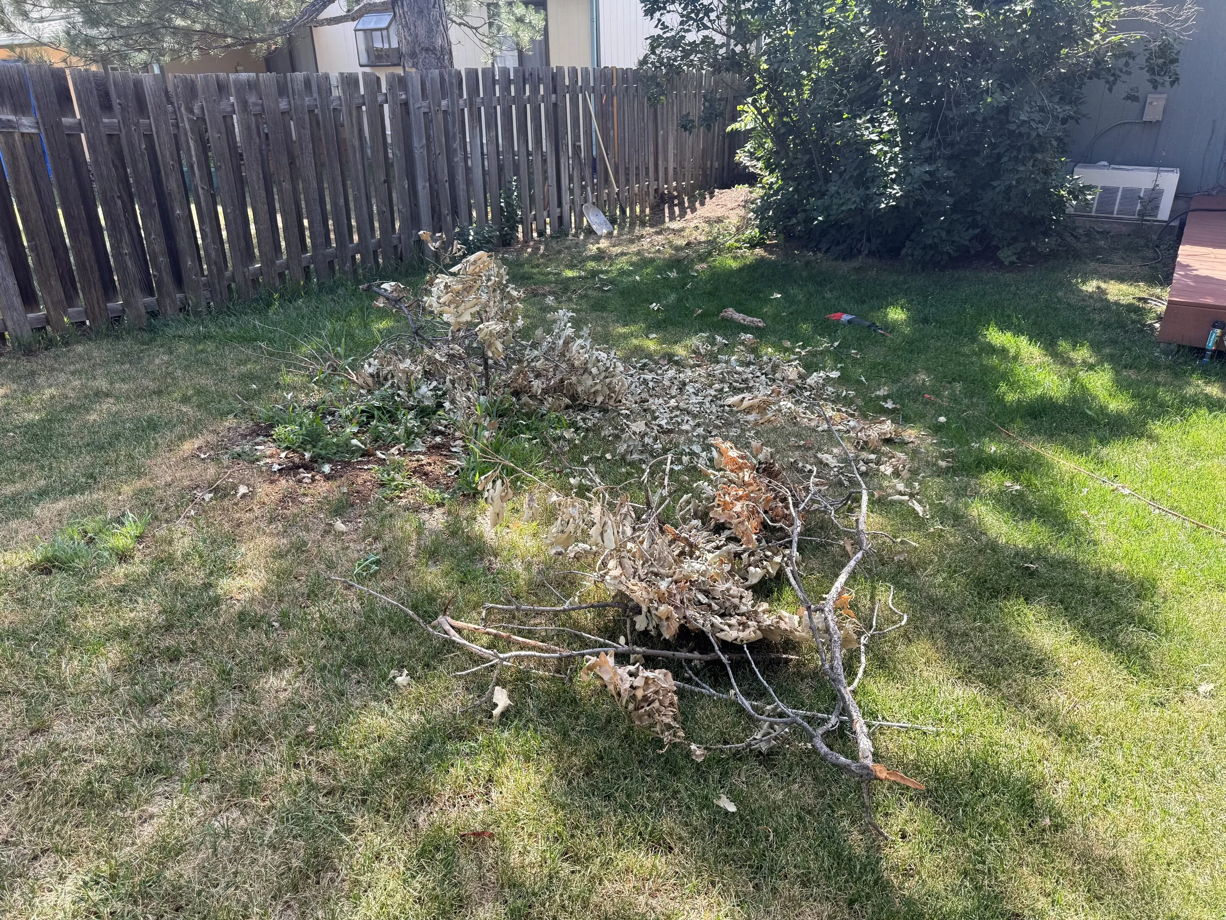 A backyard with a fallen tree branch or shrub trimmed and laid on the grass, with the yard enclosed by a wooden fence, and some greenery and shrubs near a house with an air conditioning unit in the background.