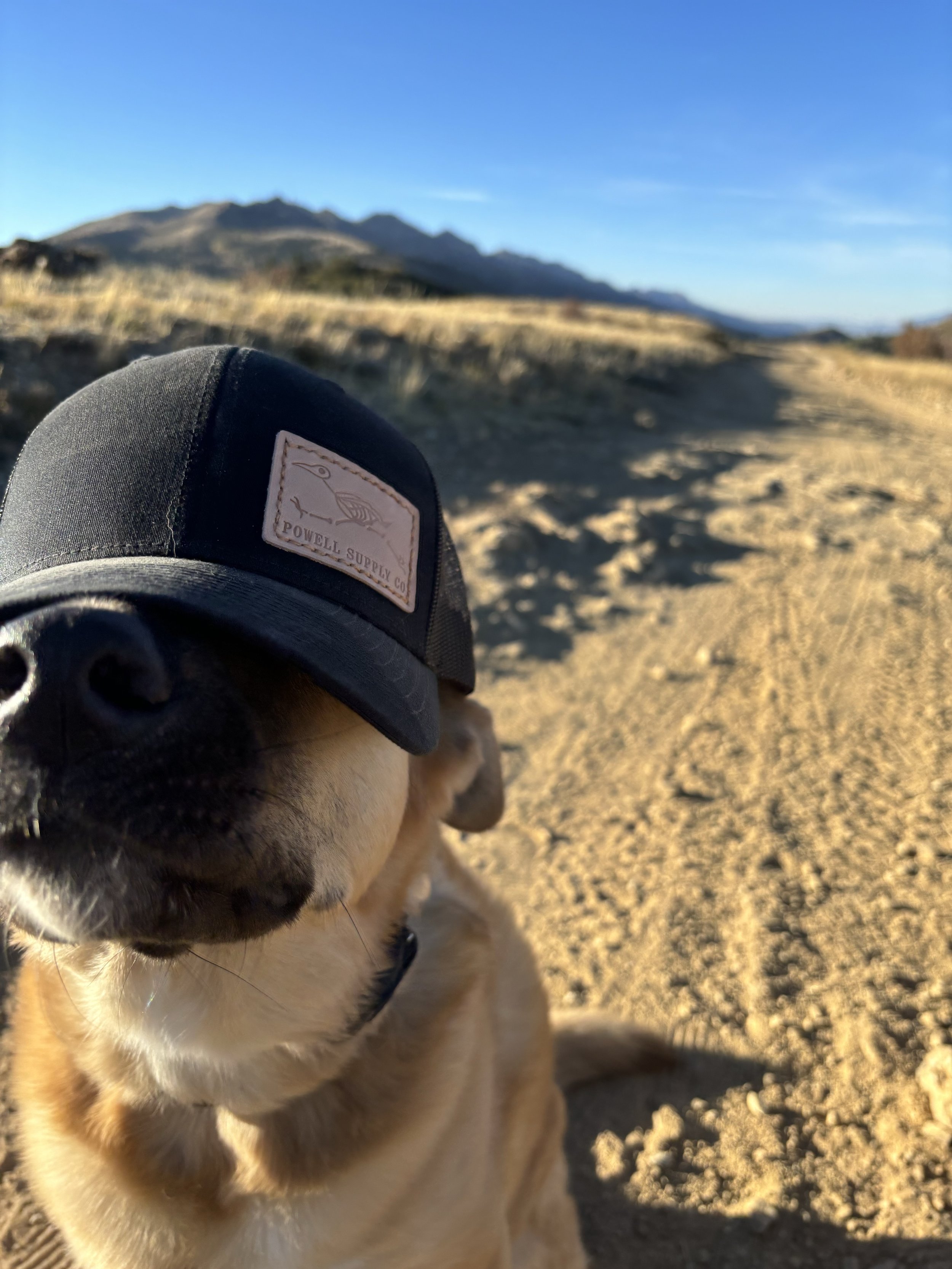 Logo Hat