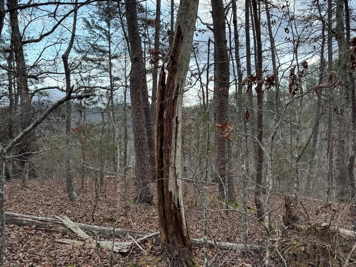 VIEWS OF THE MOUNTAINS FROM THE TOP