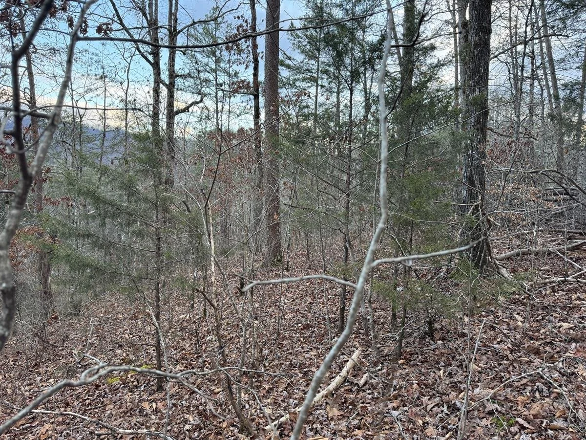 VIEWS FROM THE LEVEL AREA OF THE TOP OF THE LOTS