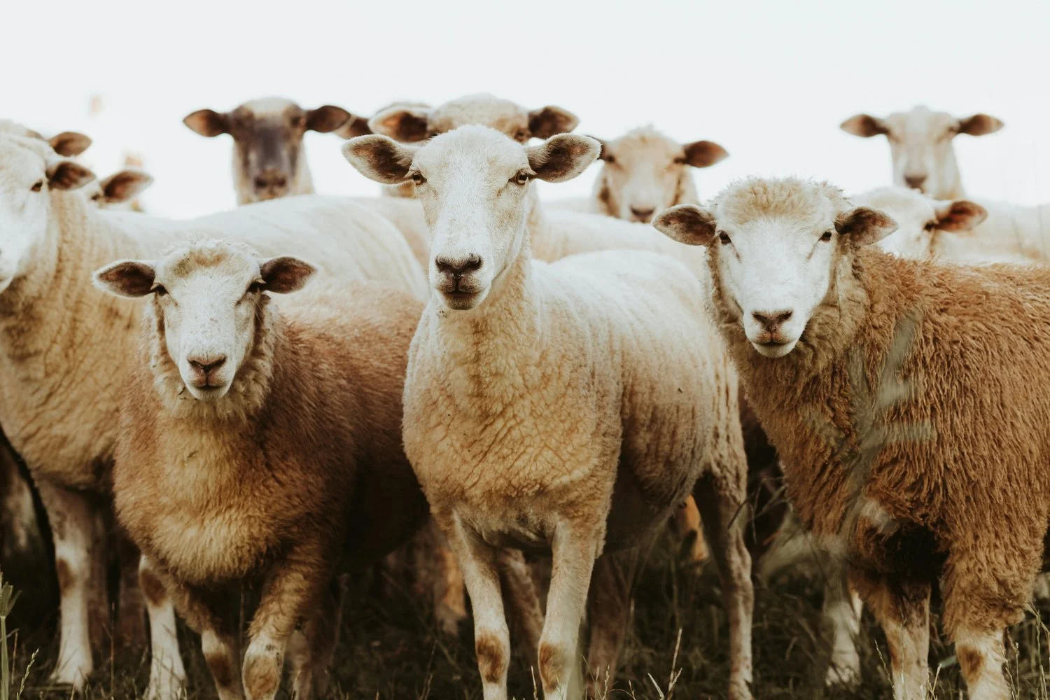 Wool