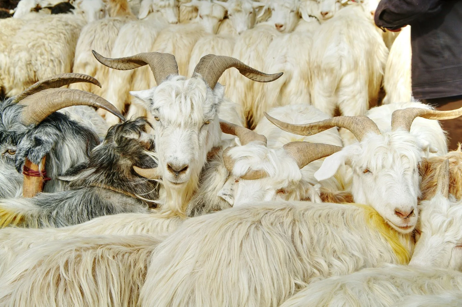 Cashmere