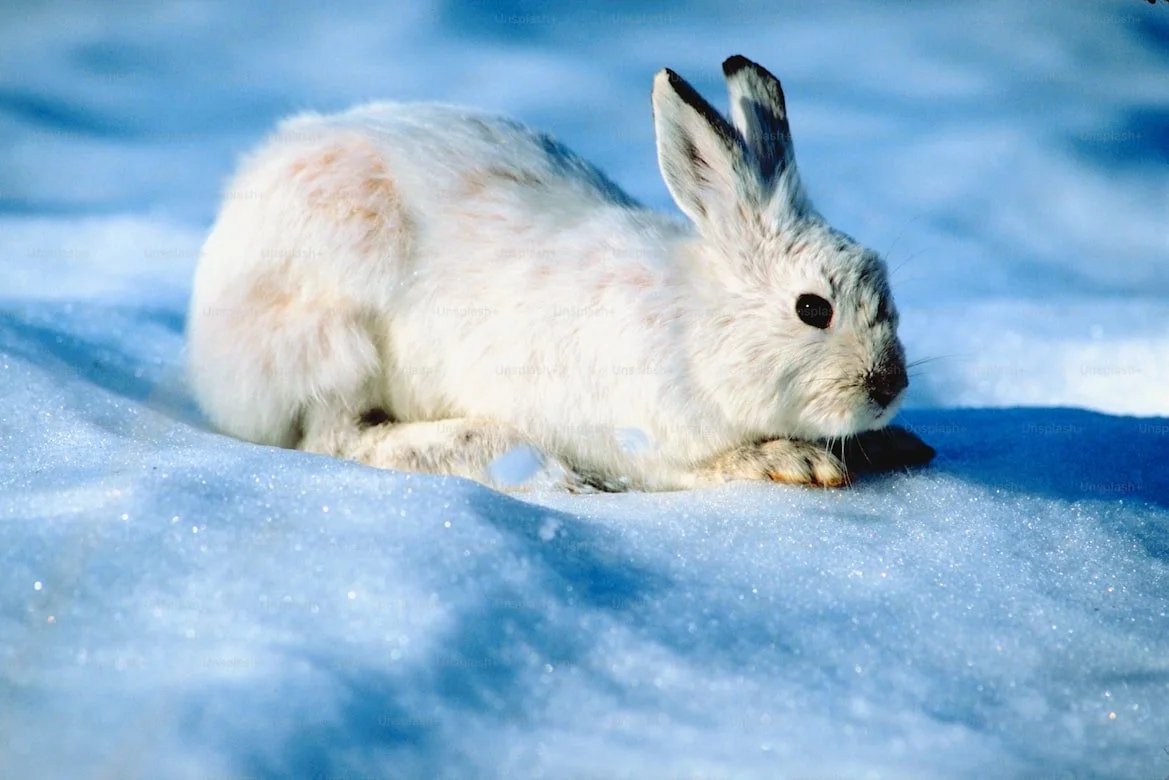 Angora