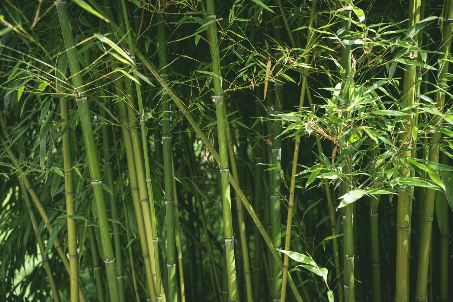Bamboo