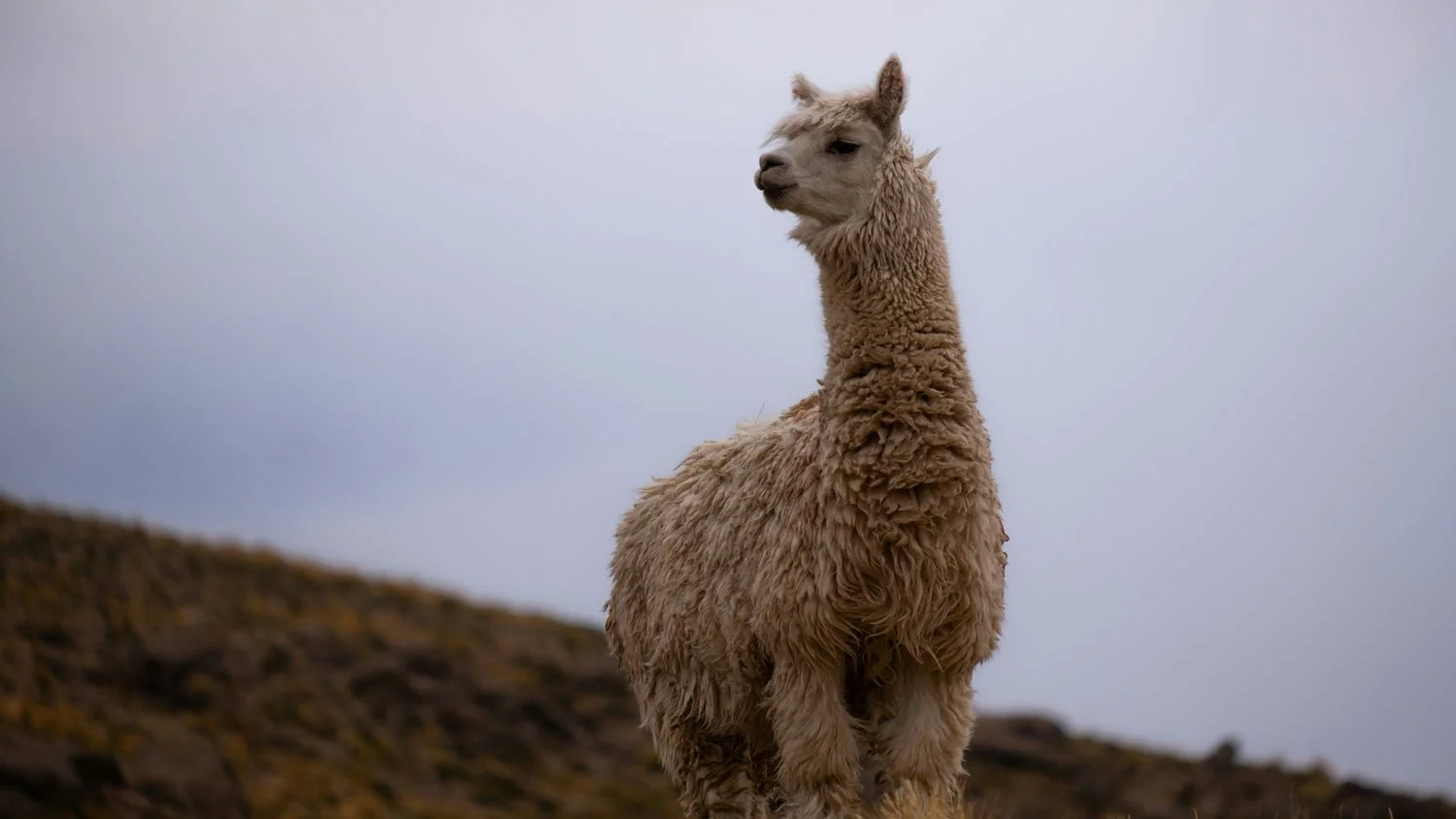 Alpaca