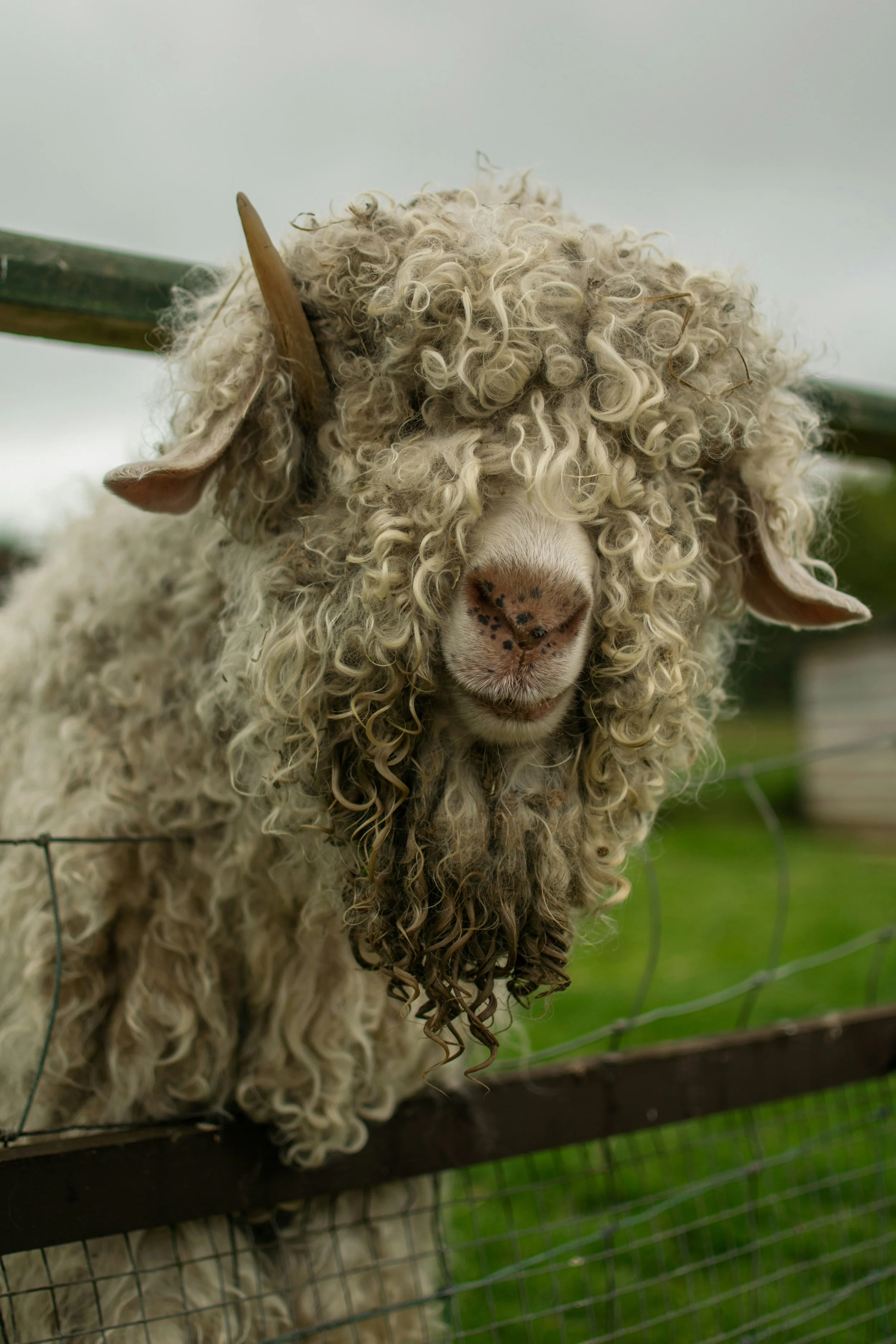 Mohair