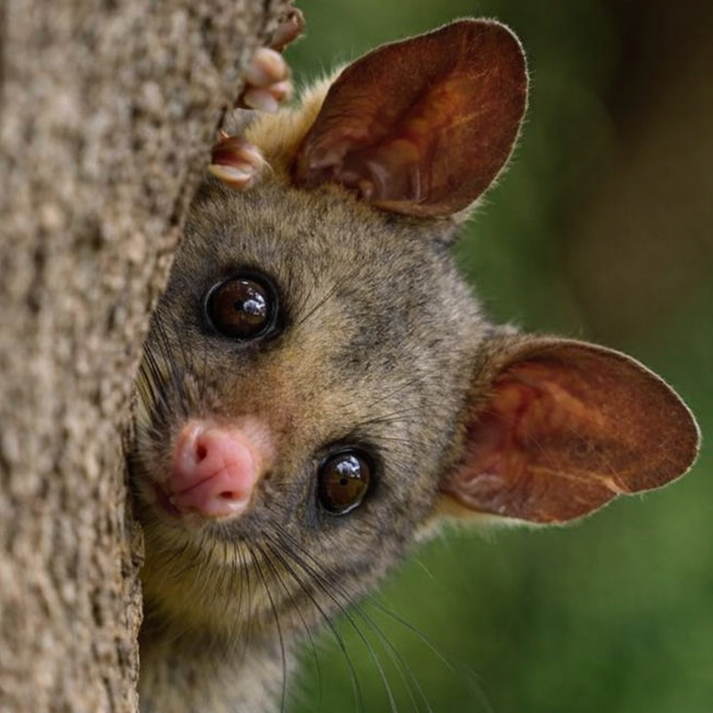 Possum 