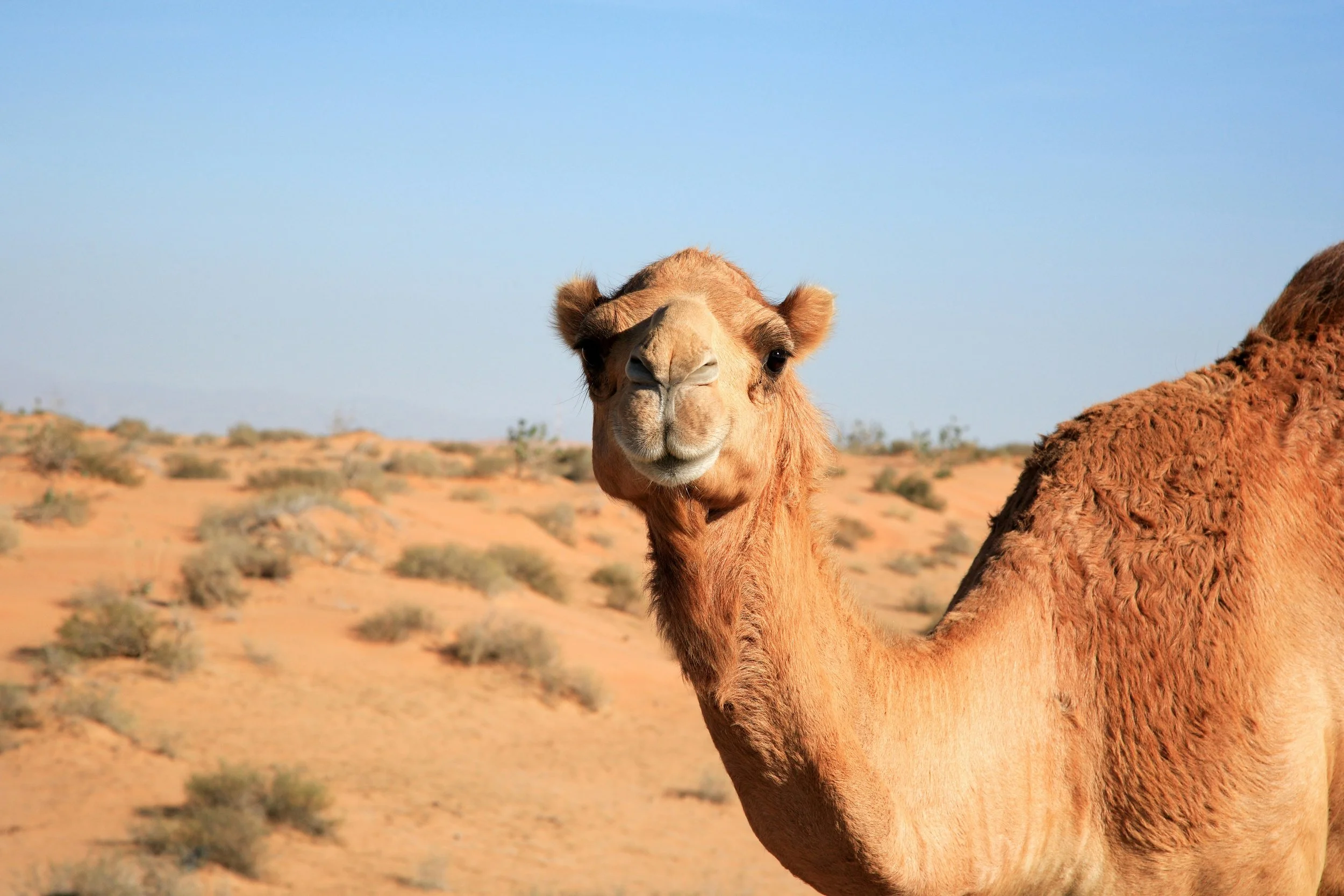 Camel Hair: Navigating a Responsible and Resilient Desert Fiber Supply Chain