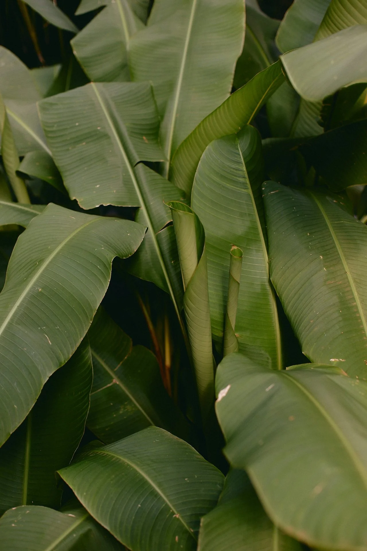 Banana Fiber: One Plant, Many Materials