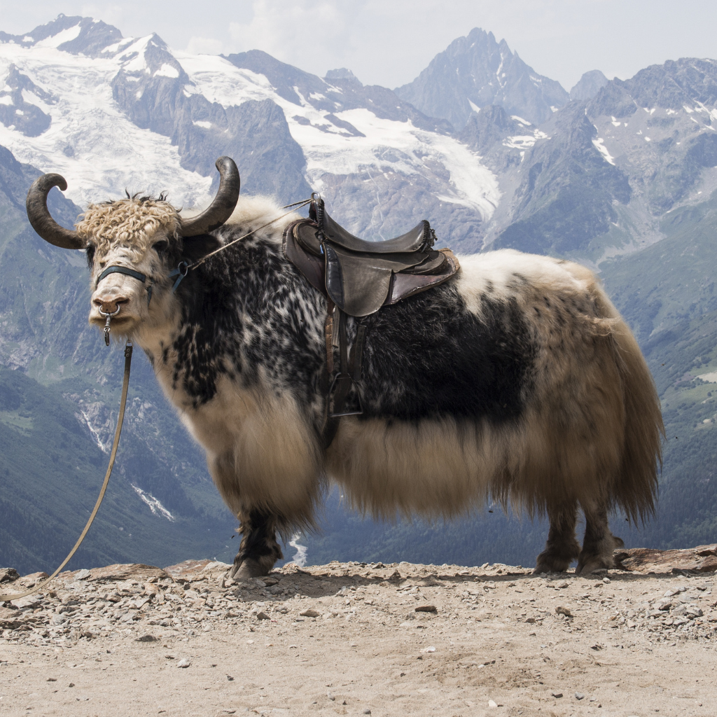 Yak Wool