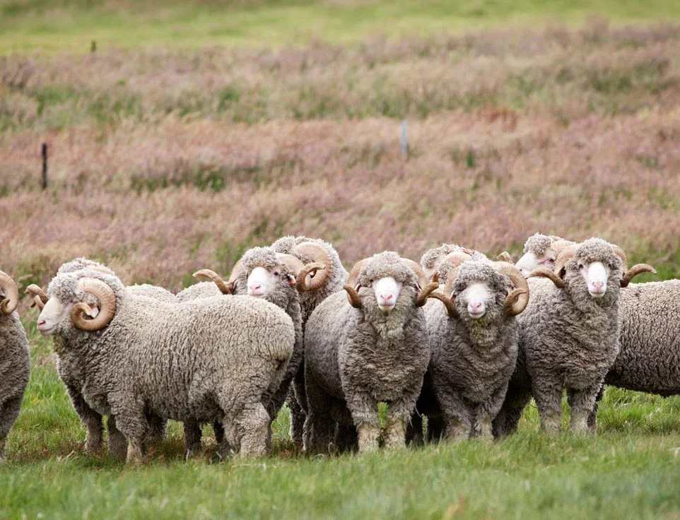Merino Wool Certifications: A Brand Founder’s Guide to What They Actually Mean