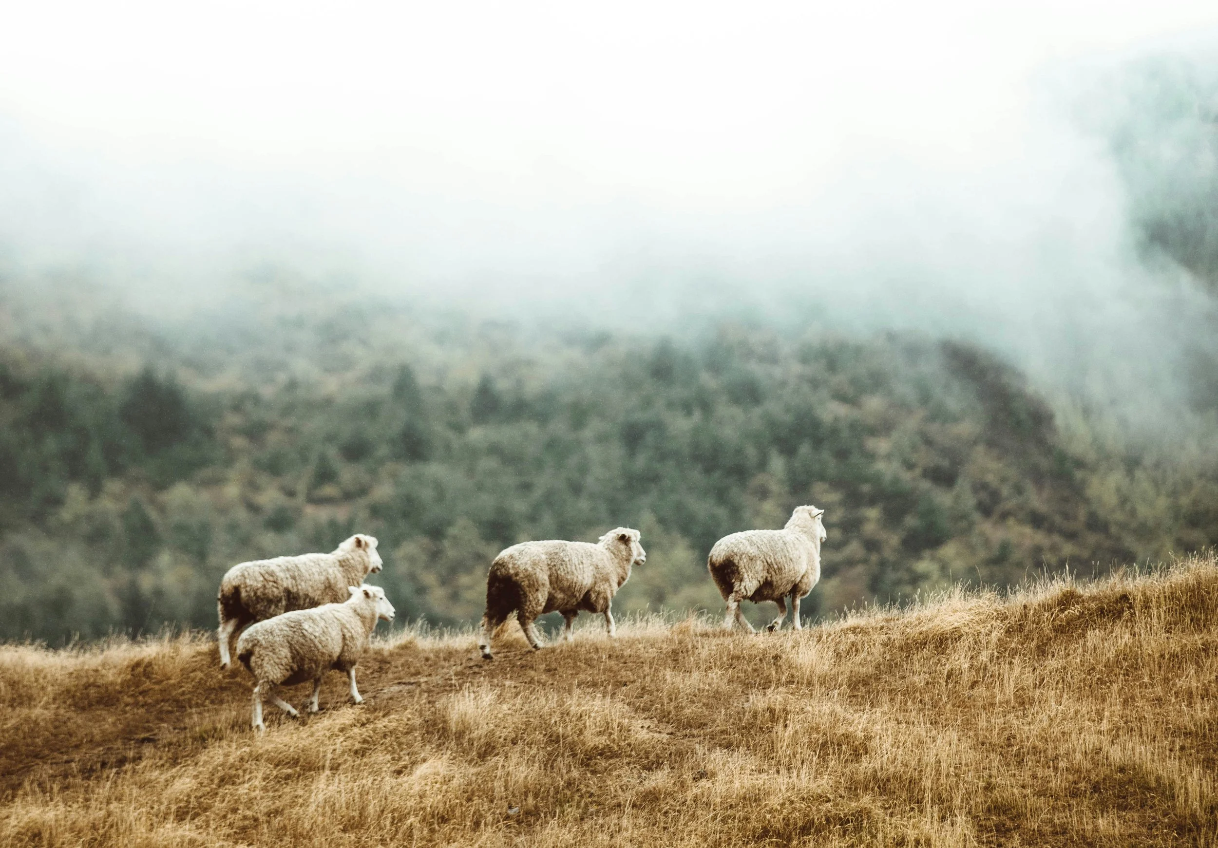 Six Natural Merino Blends, and What They Actually Do