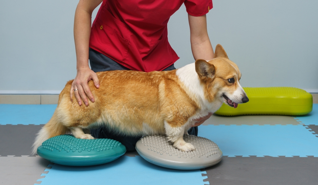 caine corgi in proces de recuperare postoperatorie