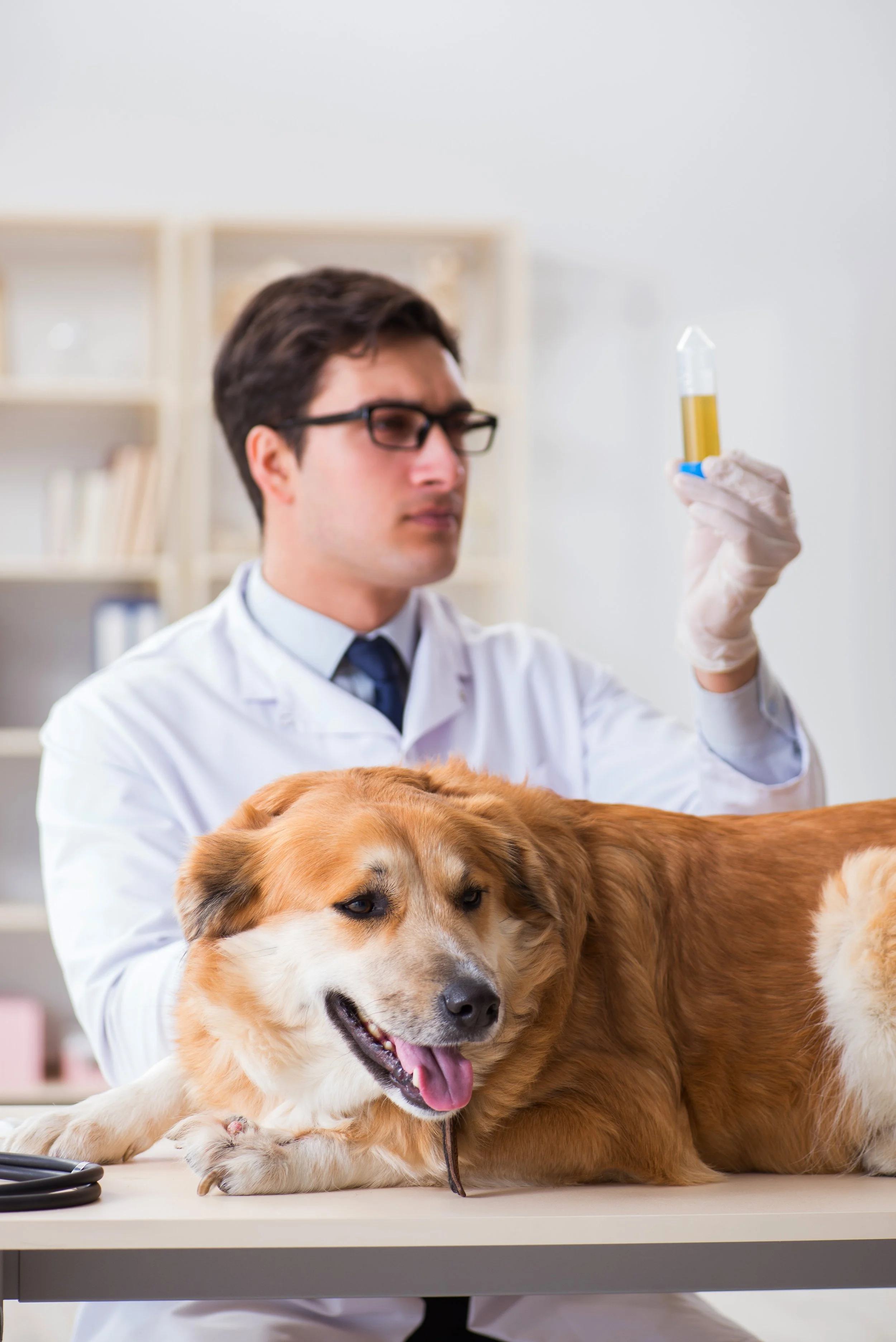 Tot ce trebuie să știi despre sedimentul urinar la câini și pisici: Un instrument esențial în diagnostic și prevenție