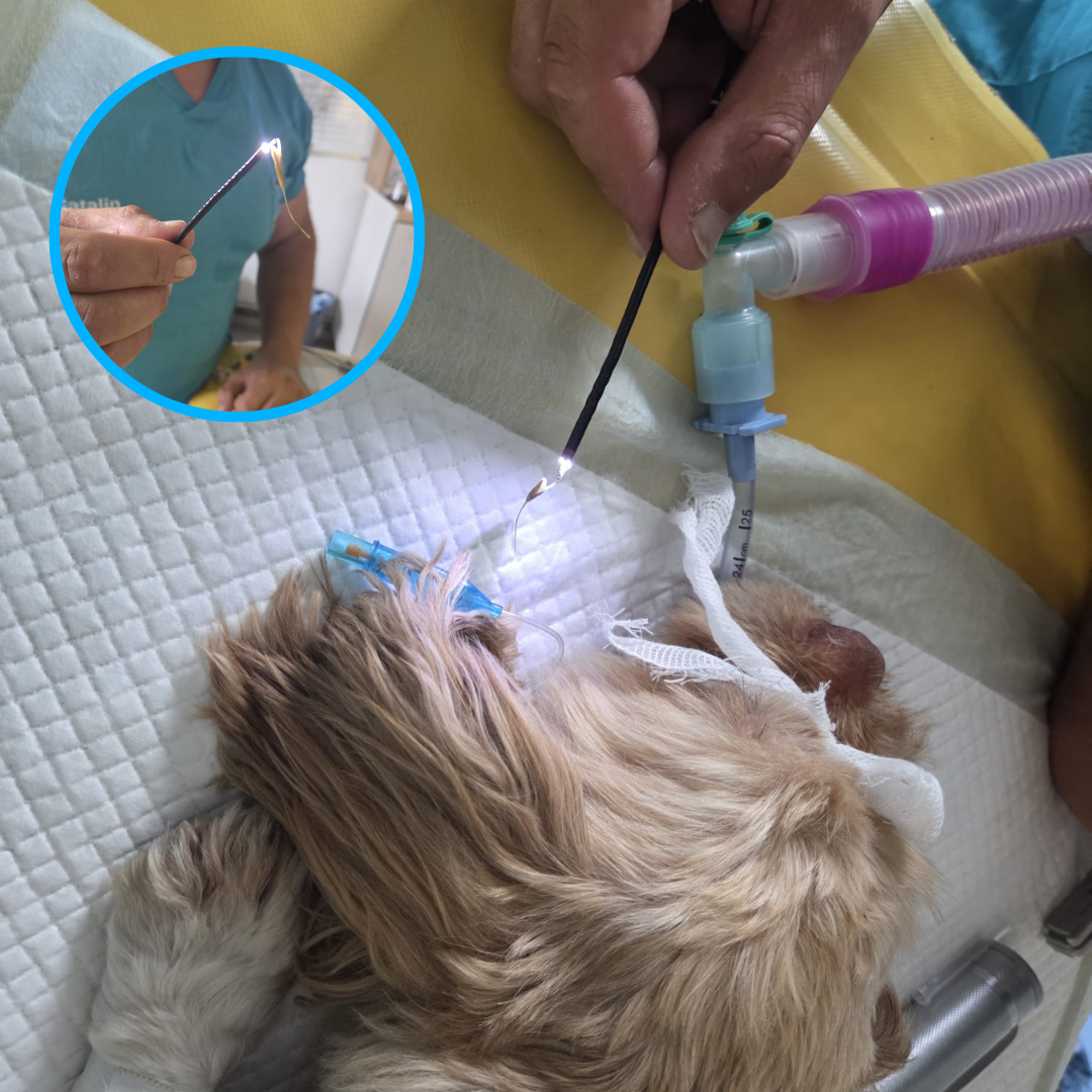 Ce sunt aristele și de ce pot deveni o urgență pentru animalele de companie
