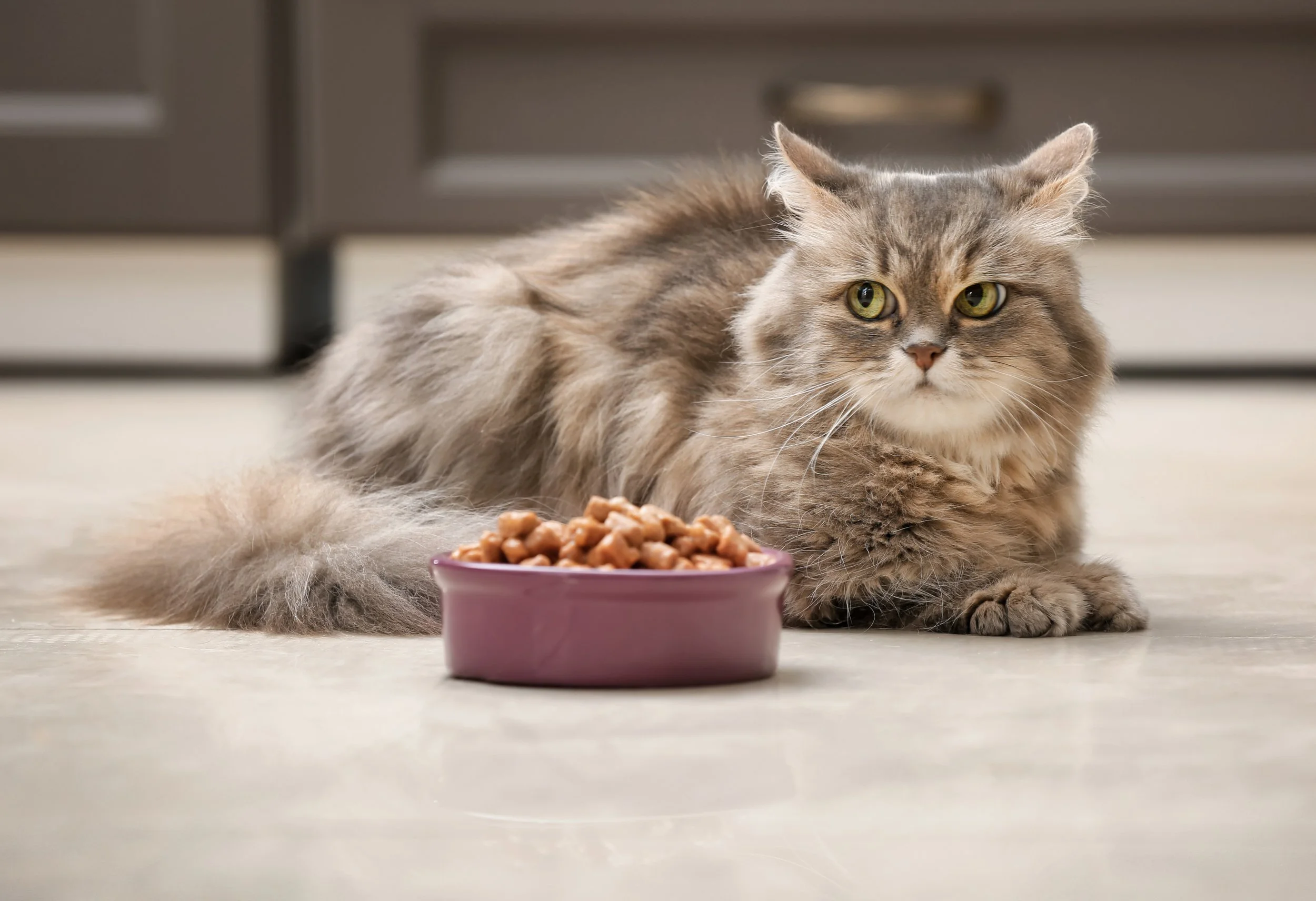 Influența alimentației asupra sănătății rinichilor la animale