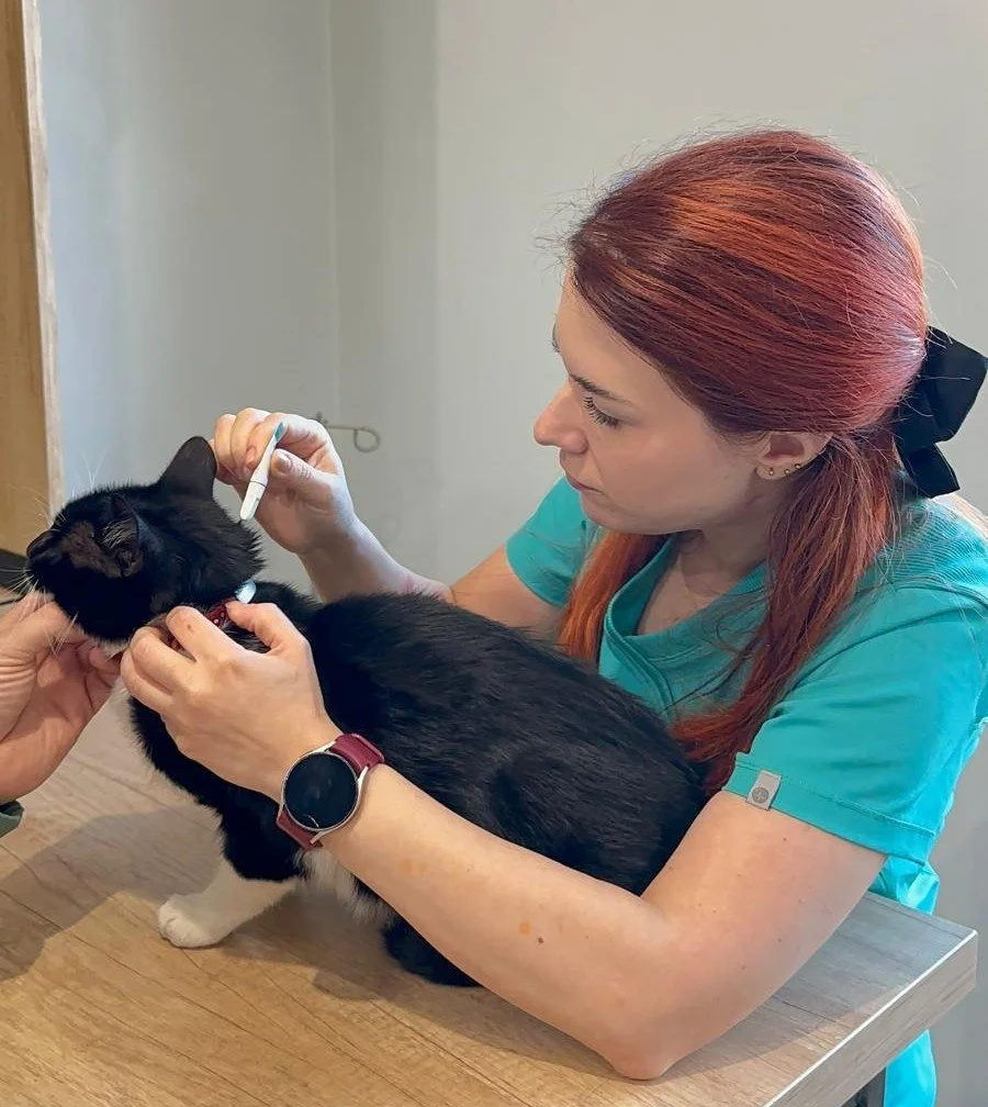 Deparazitarea de toamnă la câini și pisici. Ghid complet pentru aparținătorii responsabili