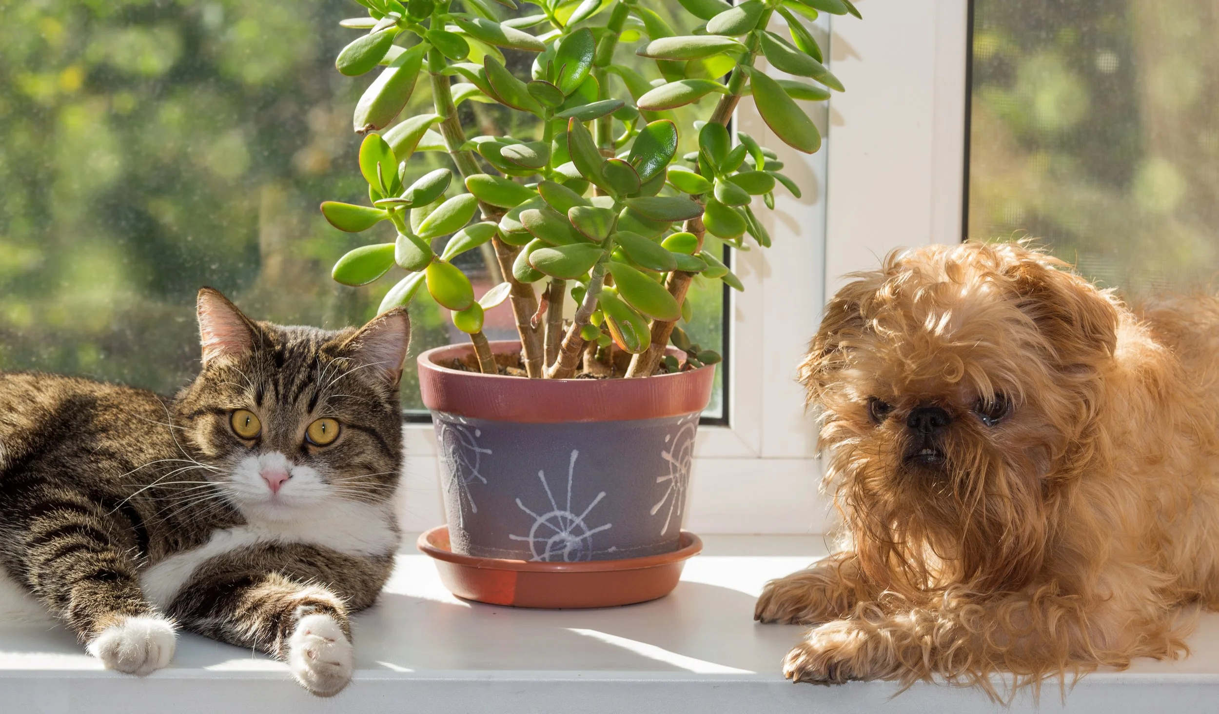 Plante sigure versus plante toxice pentru animalele de companie&nbsp;